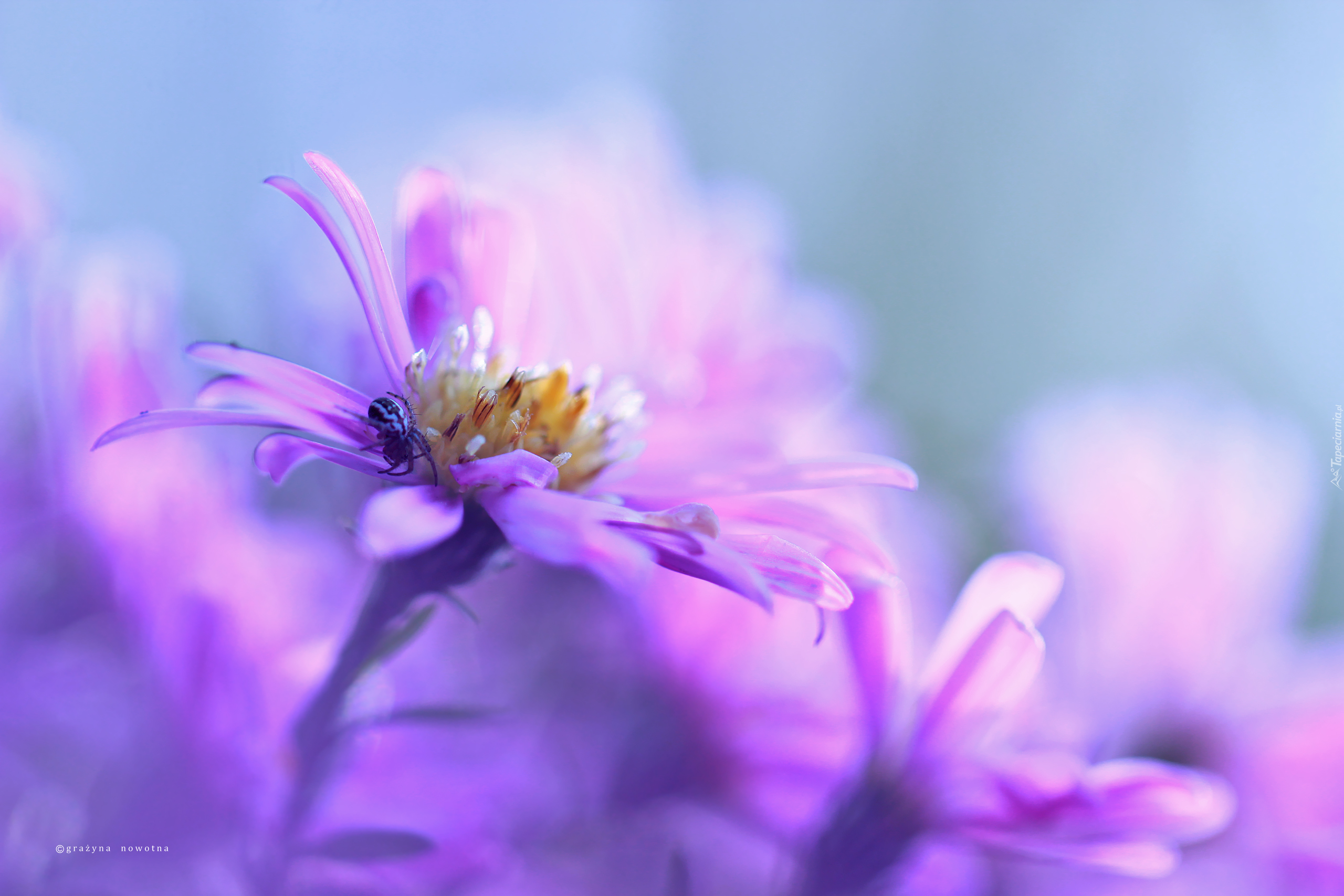 Aster, Fioletowy, Kwiat, Pająk