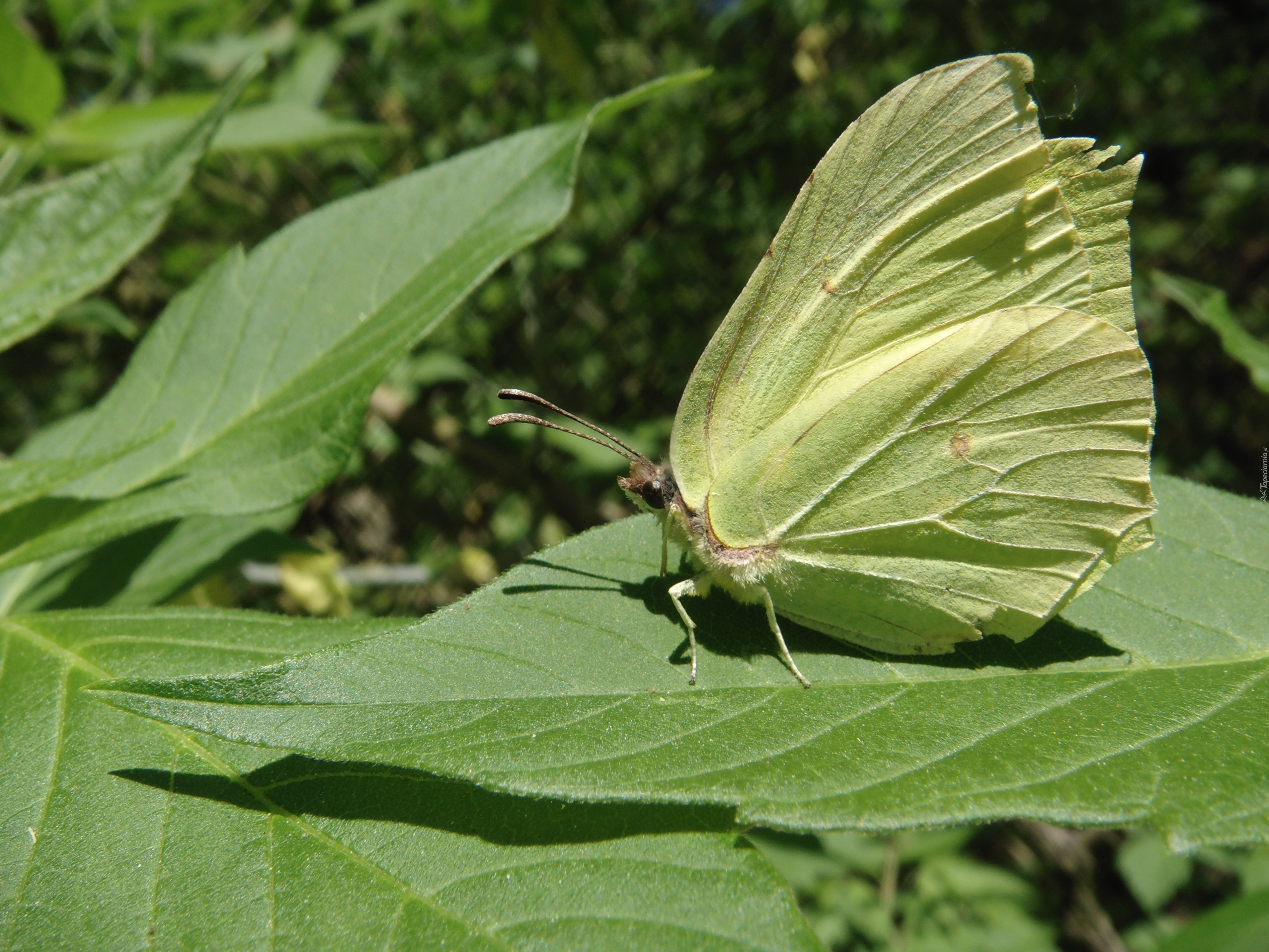 Owad, Motyl, Latolistek cytrynek, Liść