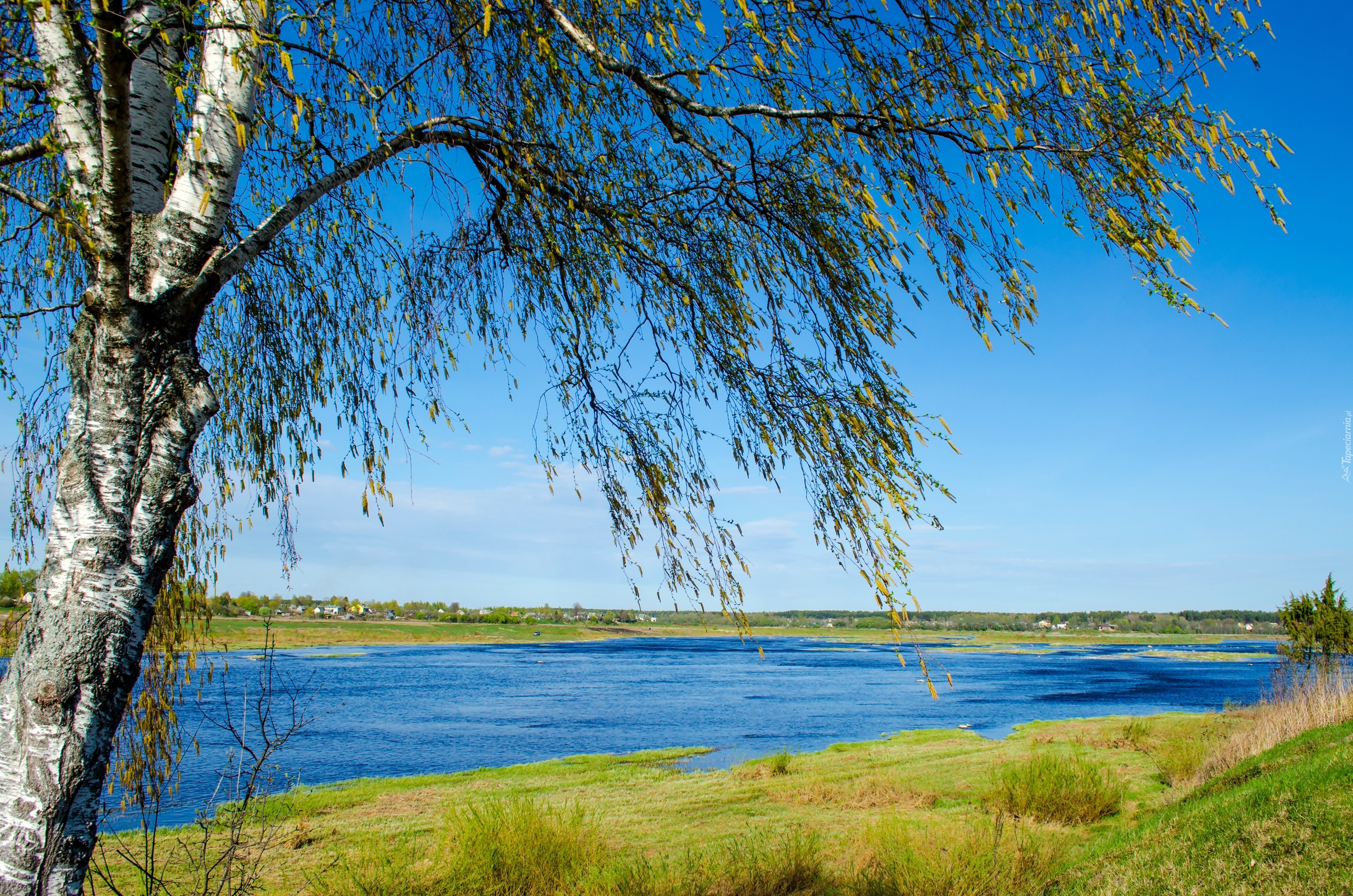Rzeka, Drzewo, Trawa