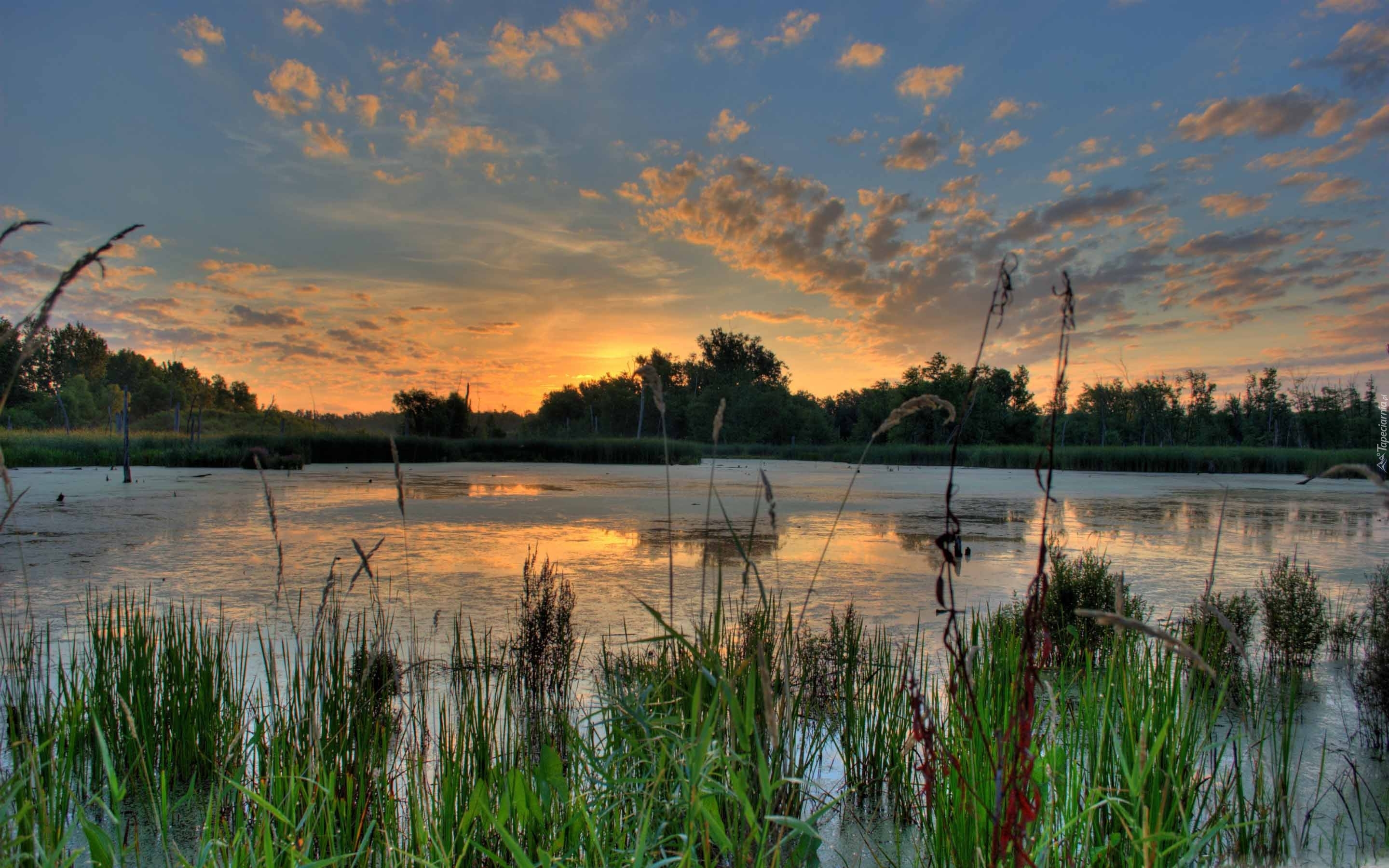 Jezioro, Zachód słońca, Trawy, Drzewa