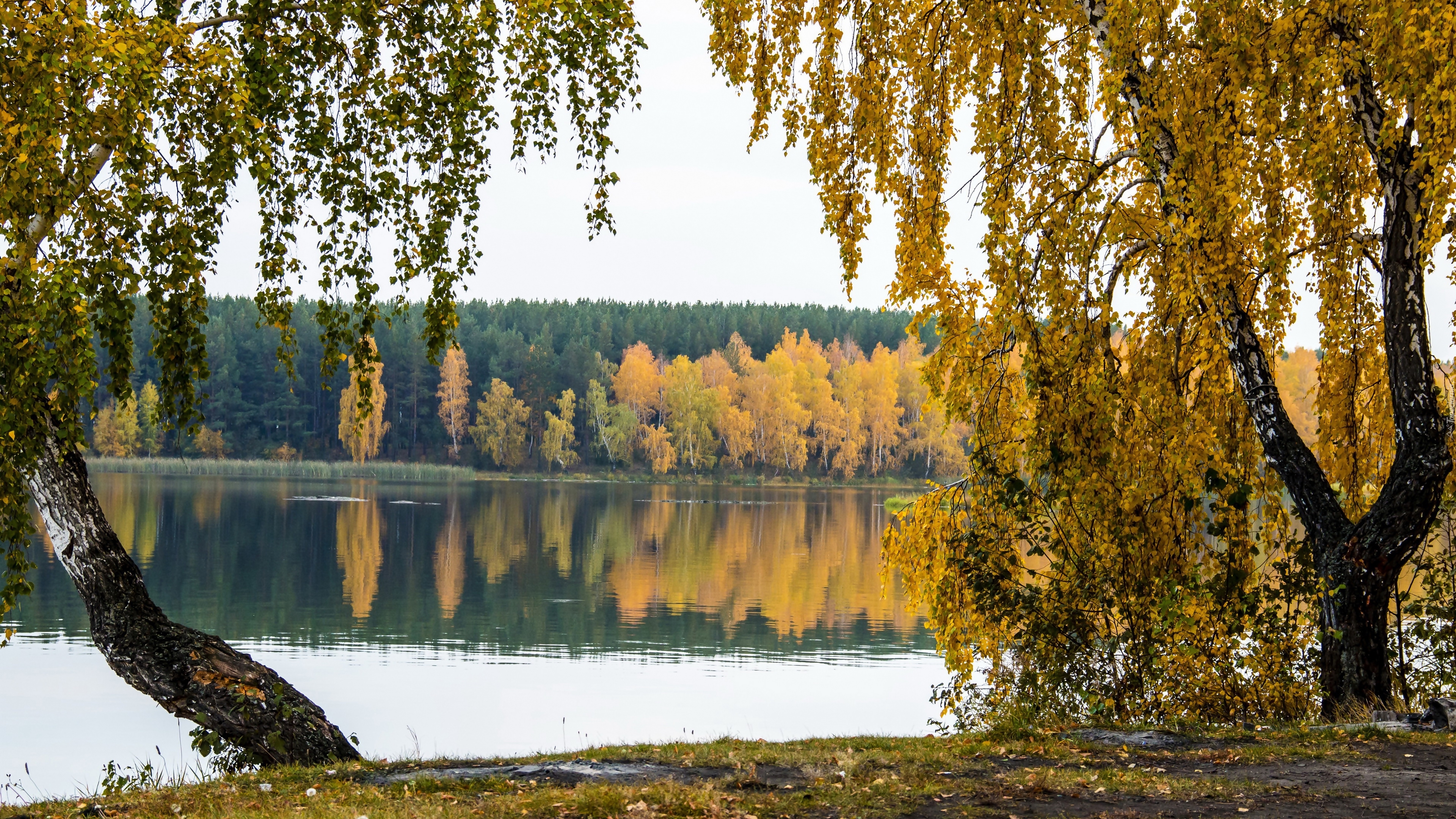 Jezioro, Las, Brzozy, Jesień