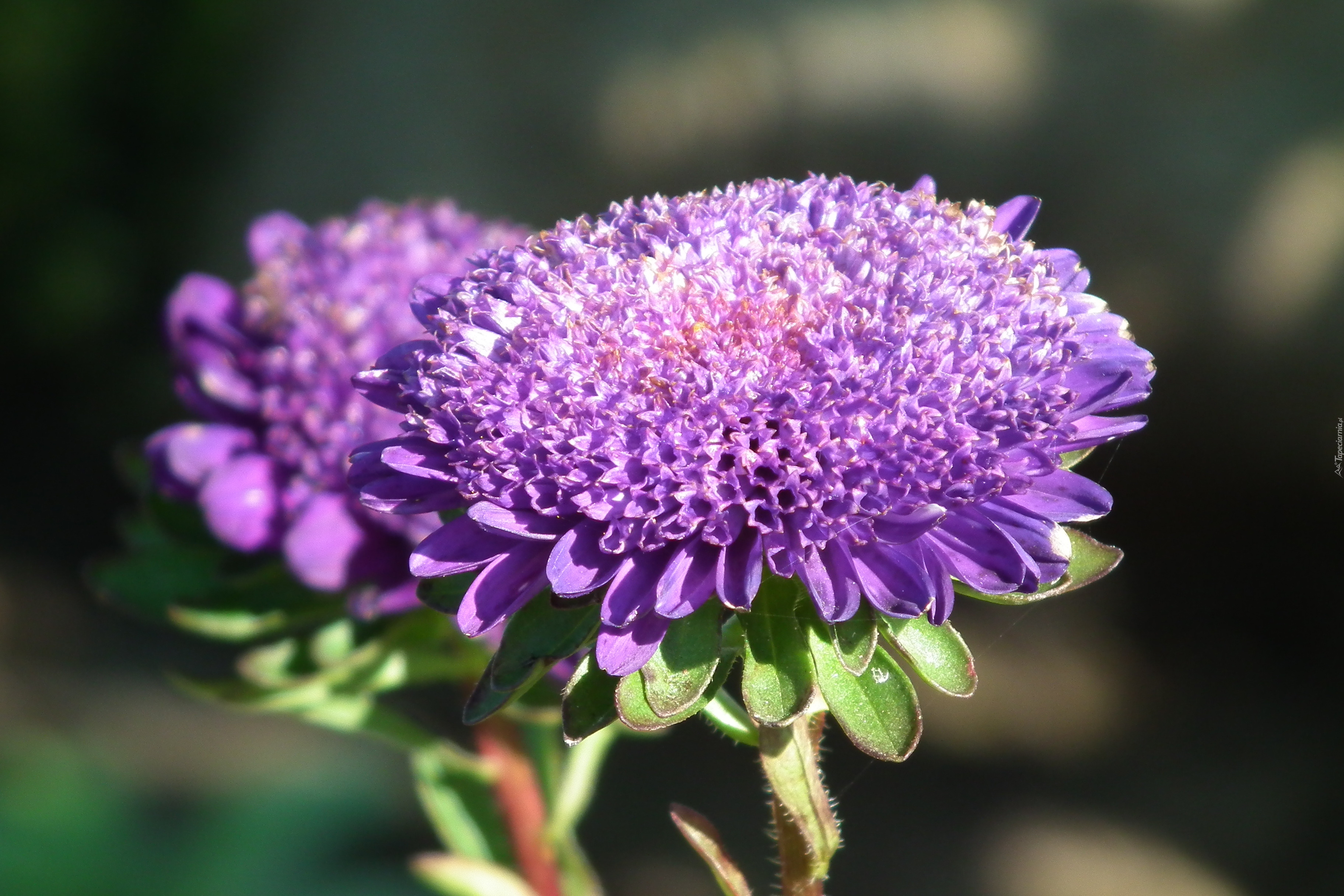 Przyroda, Kwiat, Aster