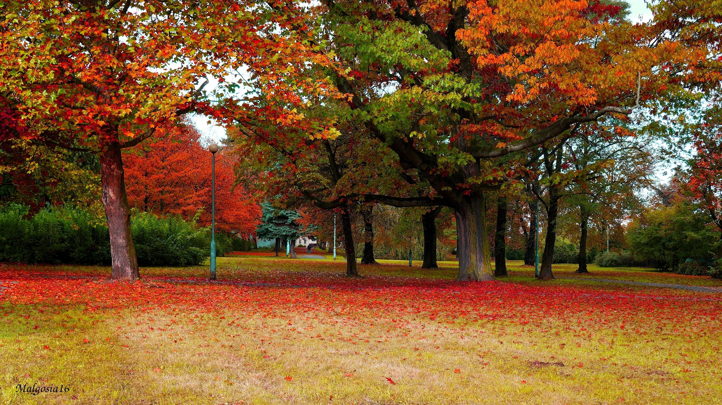 Polska, Gdańsk, Park Steffensa, Drzewa, Jesień