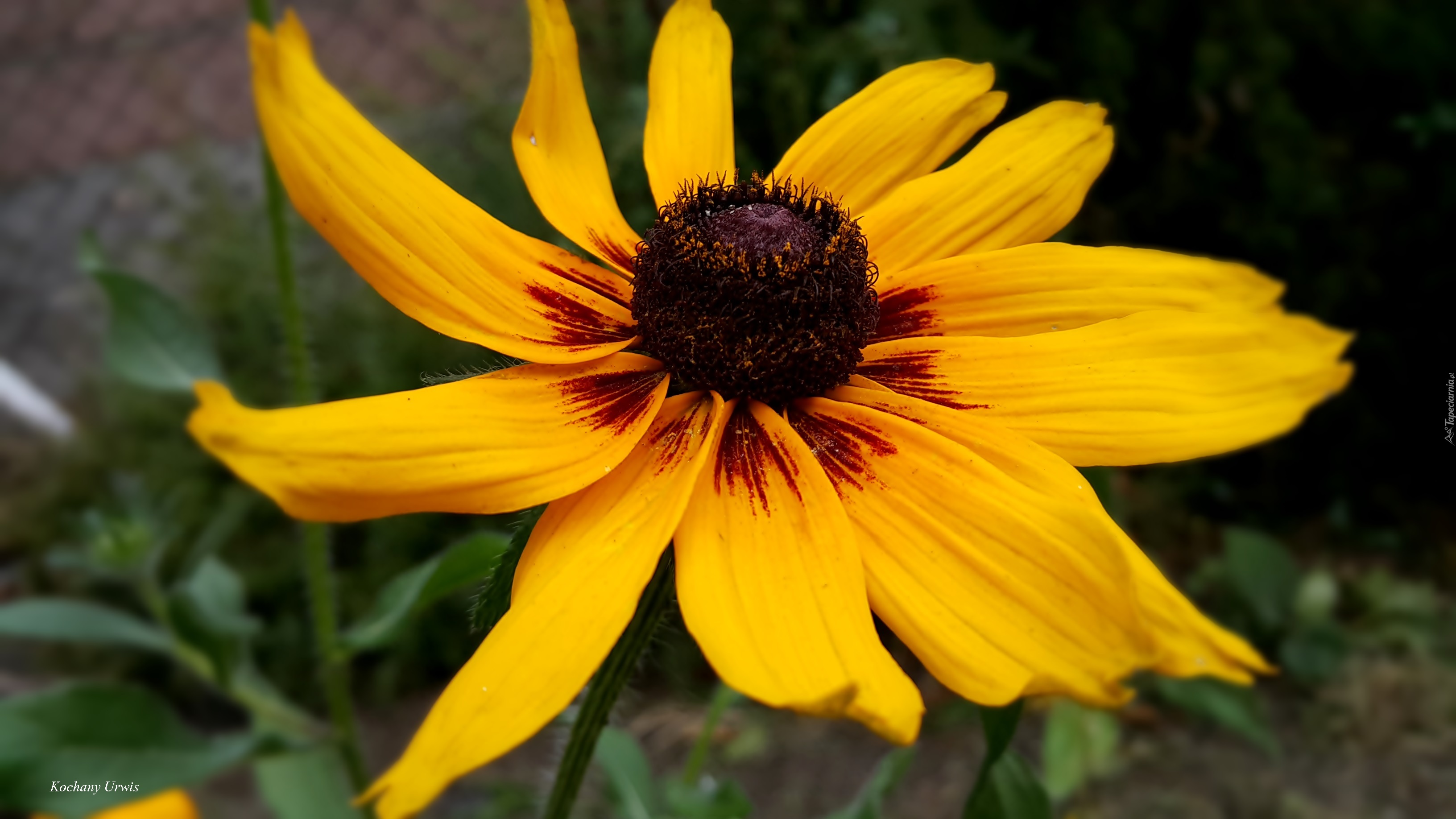 Żółta, Rudbekia