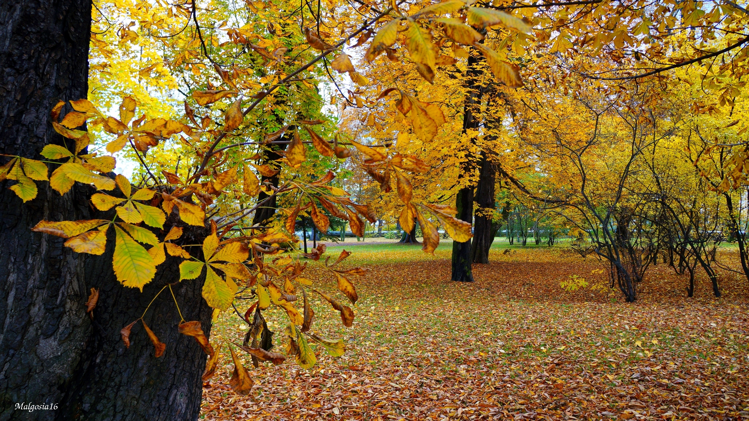 Park, Jesień, Drzewa, Pień, Kasztanowiec