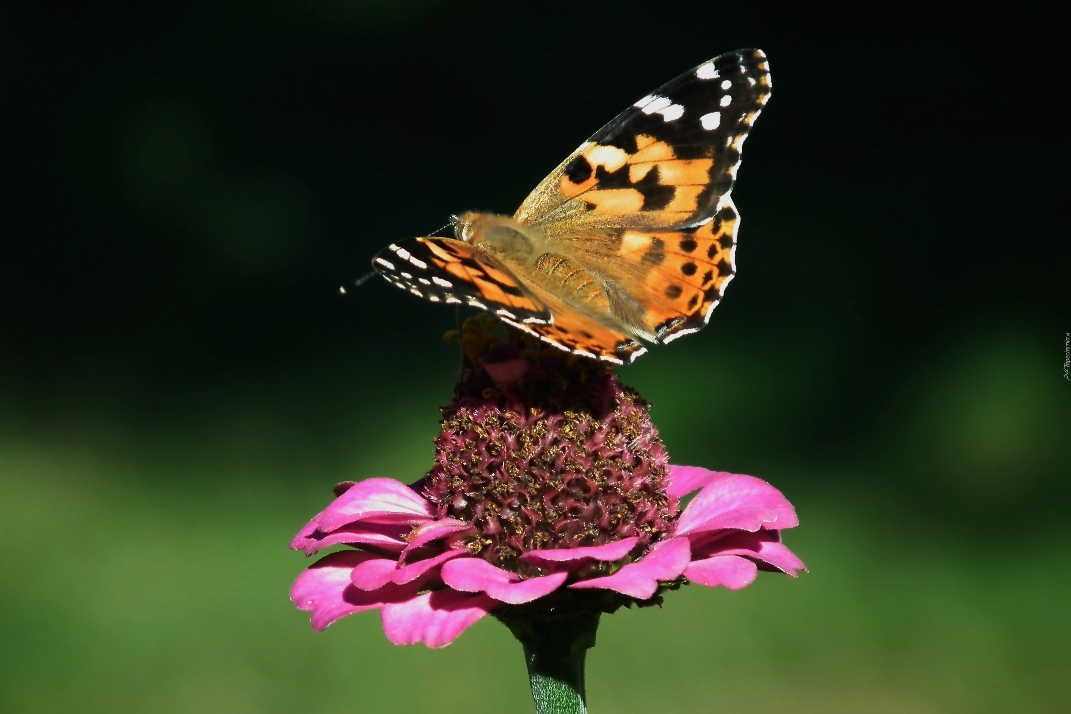 Motyl, Rusałka osetnik, Kwiat, Cynia