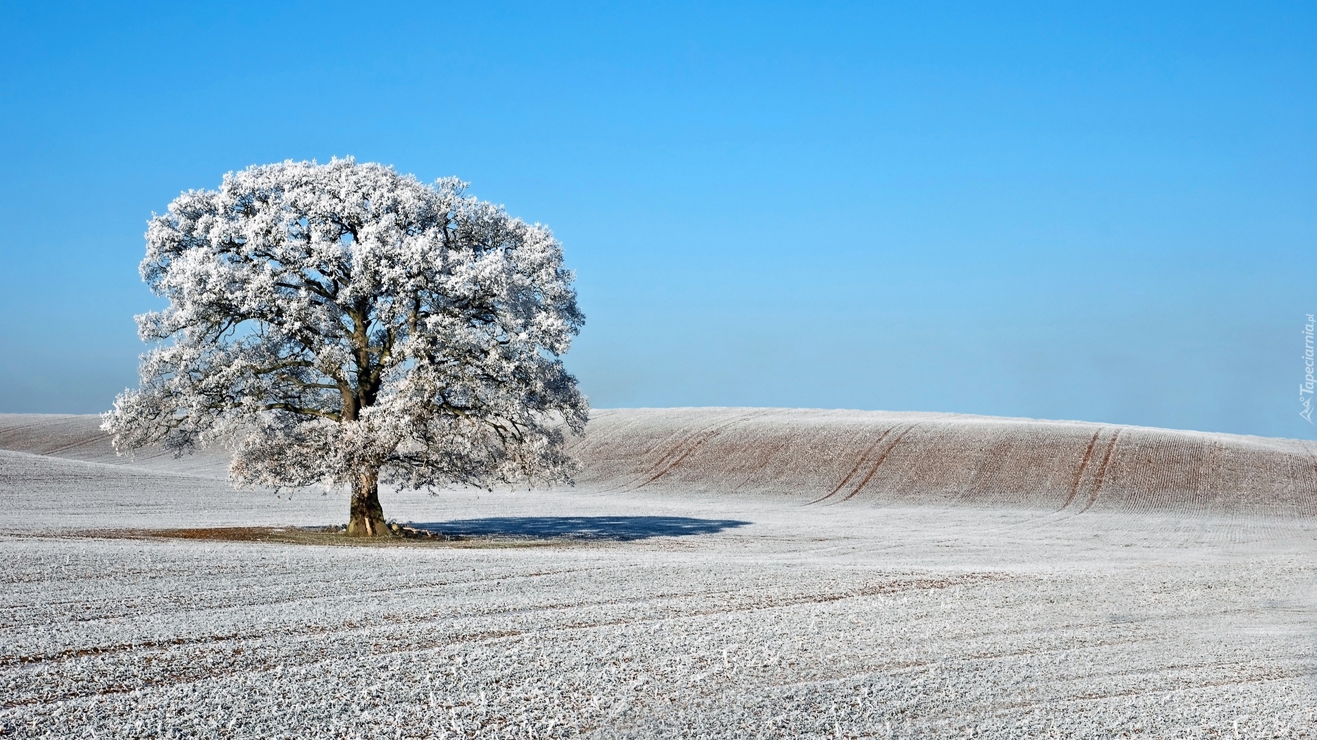 Pagórek, Śnieg, Drzewo, Niebieski