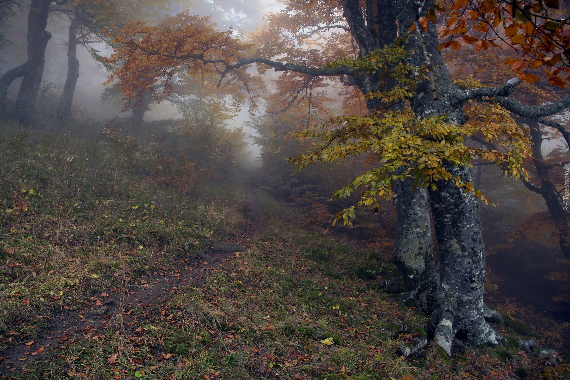 Las, Drzewa, Ścieżka, Mgła, Jesień