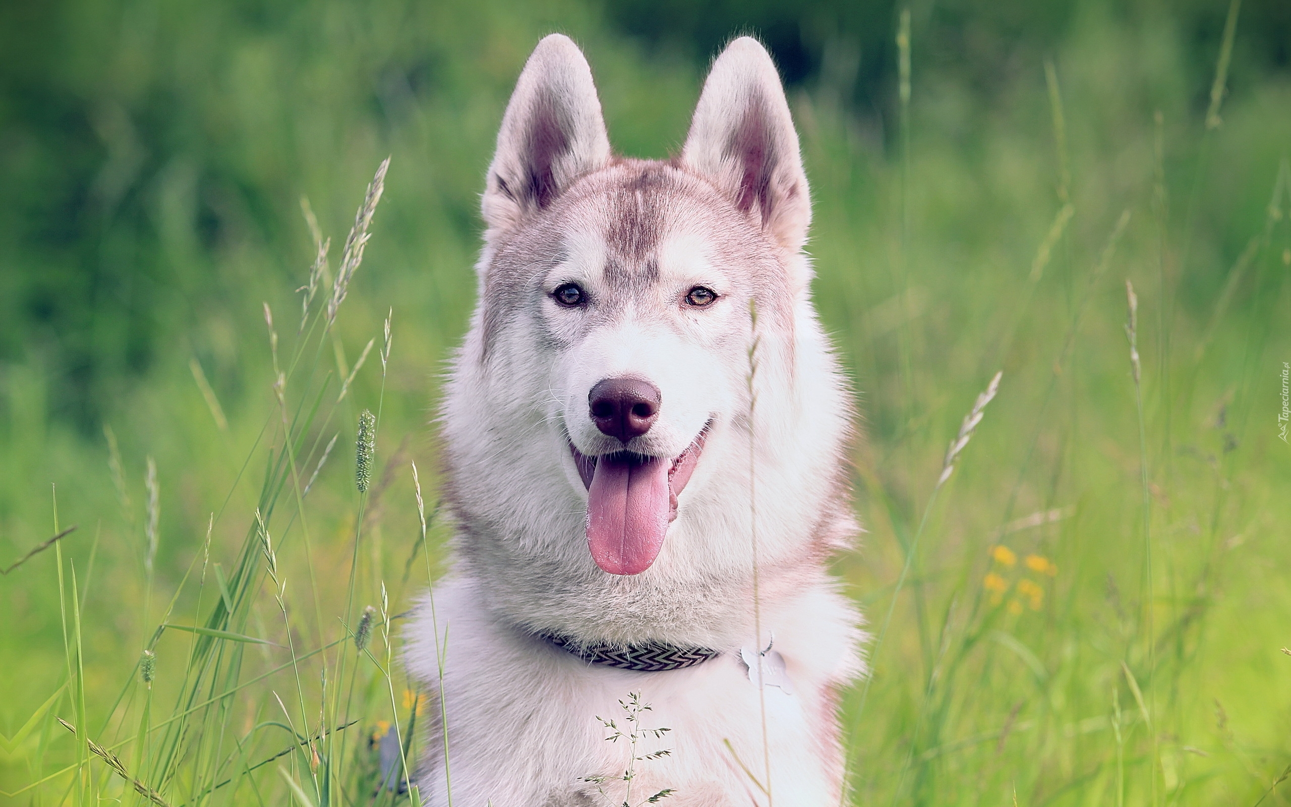 Pies, Siberian, Husky, Łąka