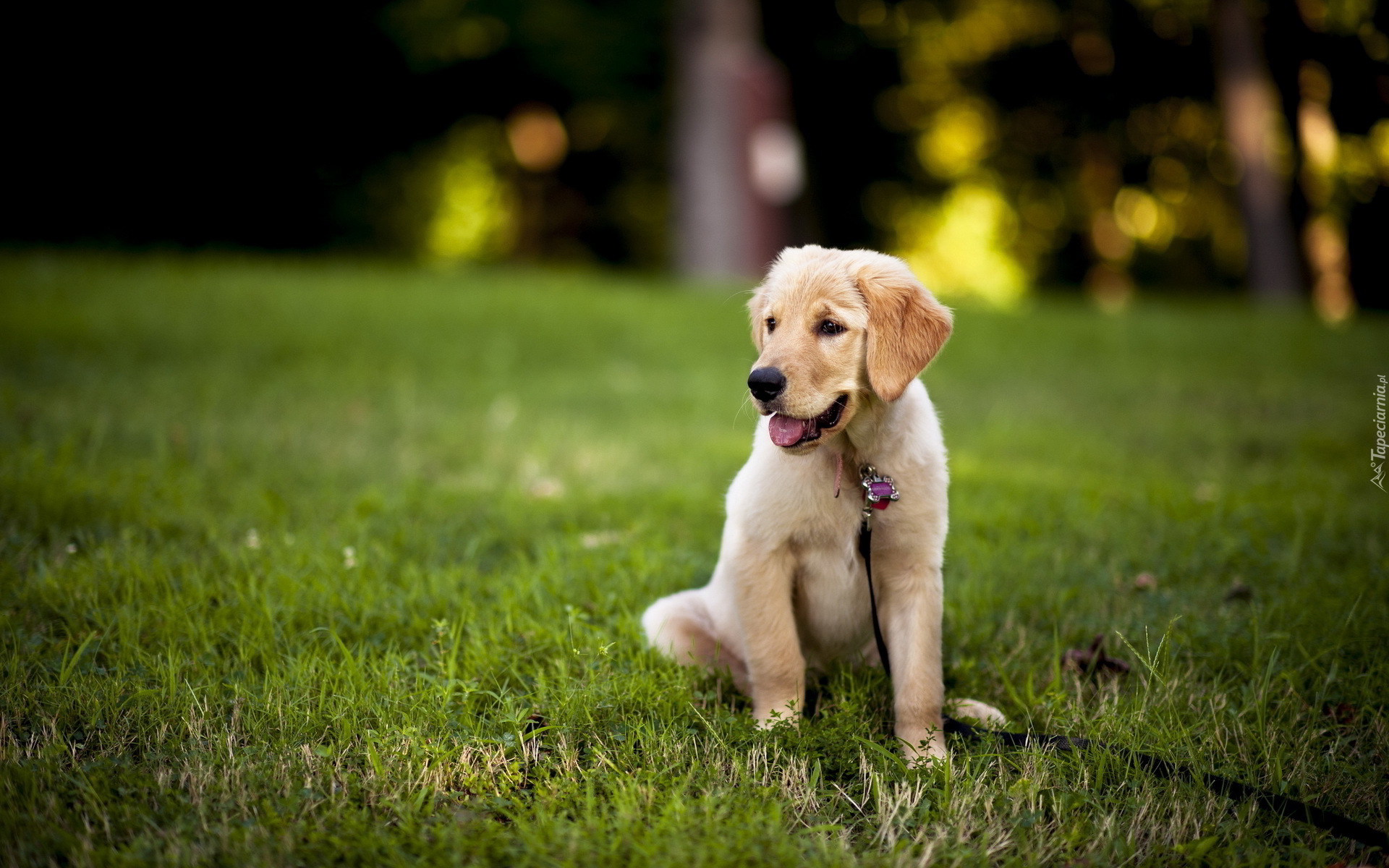 Golden Retriever, Szczeniak, Smycz