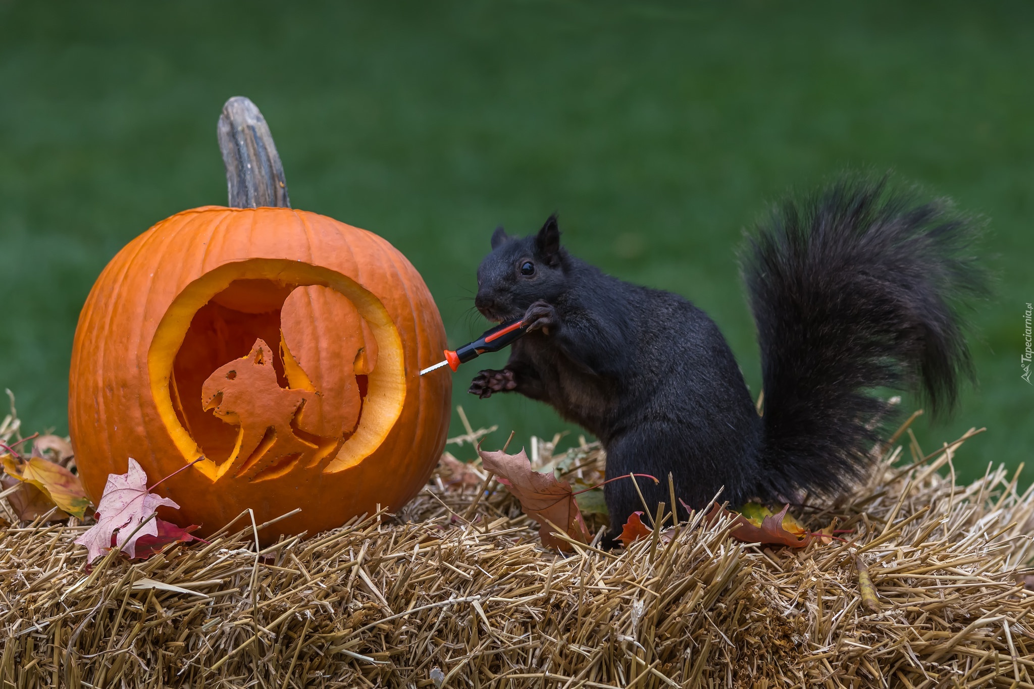 Czarna, Wiewiórka, Dynia, Halloween