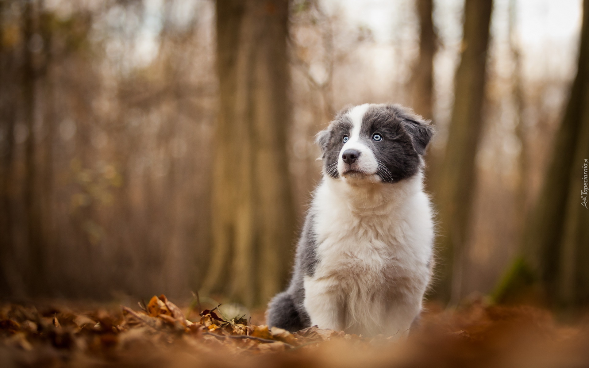 Pies, Szczeniak, Border, Collie, Las, Rozmyte, Tło