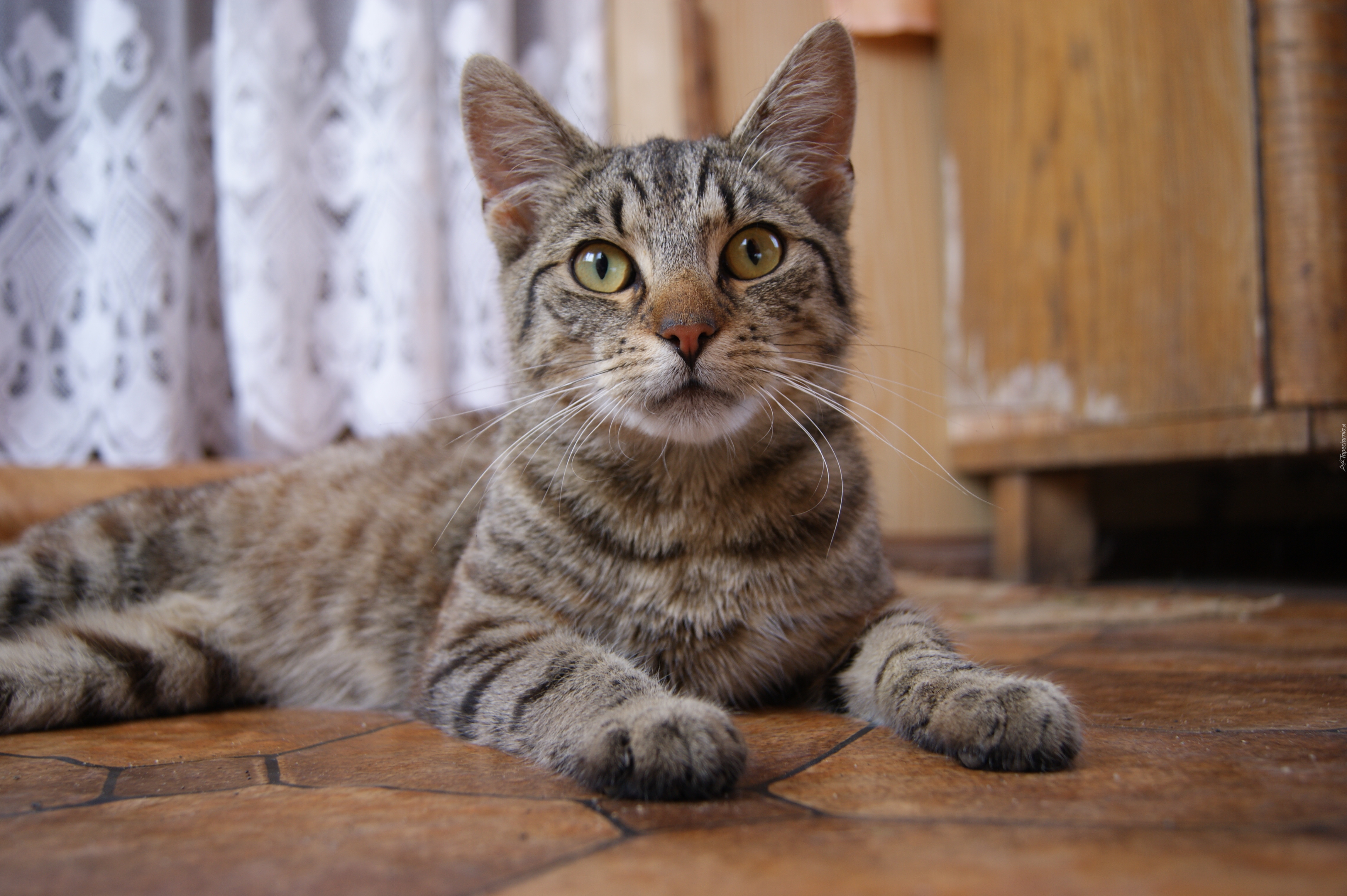 Домашние животные породы кошек. Европейская короткошерстная табби рыжий. Европейская короткошерстная кошка Камышовая. Сибирский кот короткошерстный. Серый полосатый кот порода.