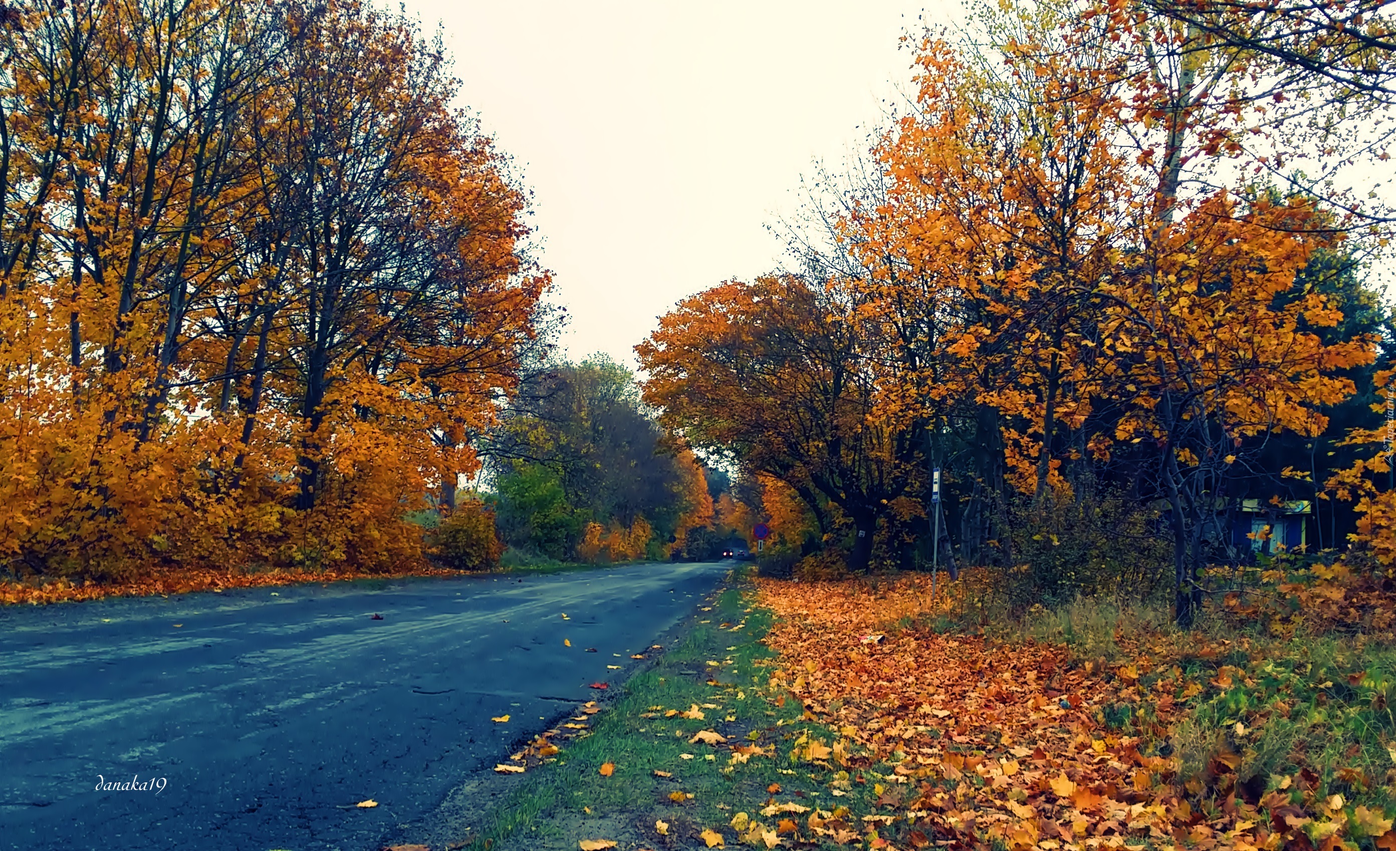 Droga, Jesień, Kolorowe, Liście