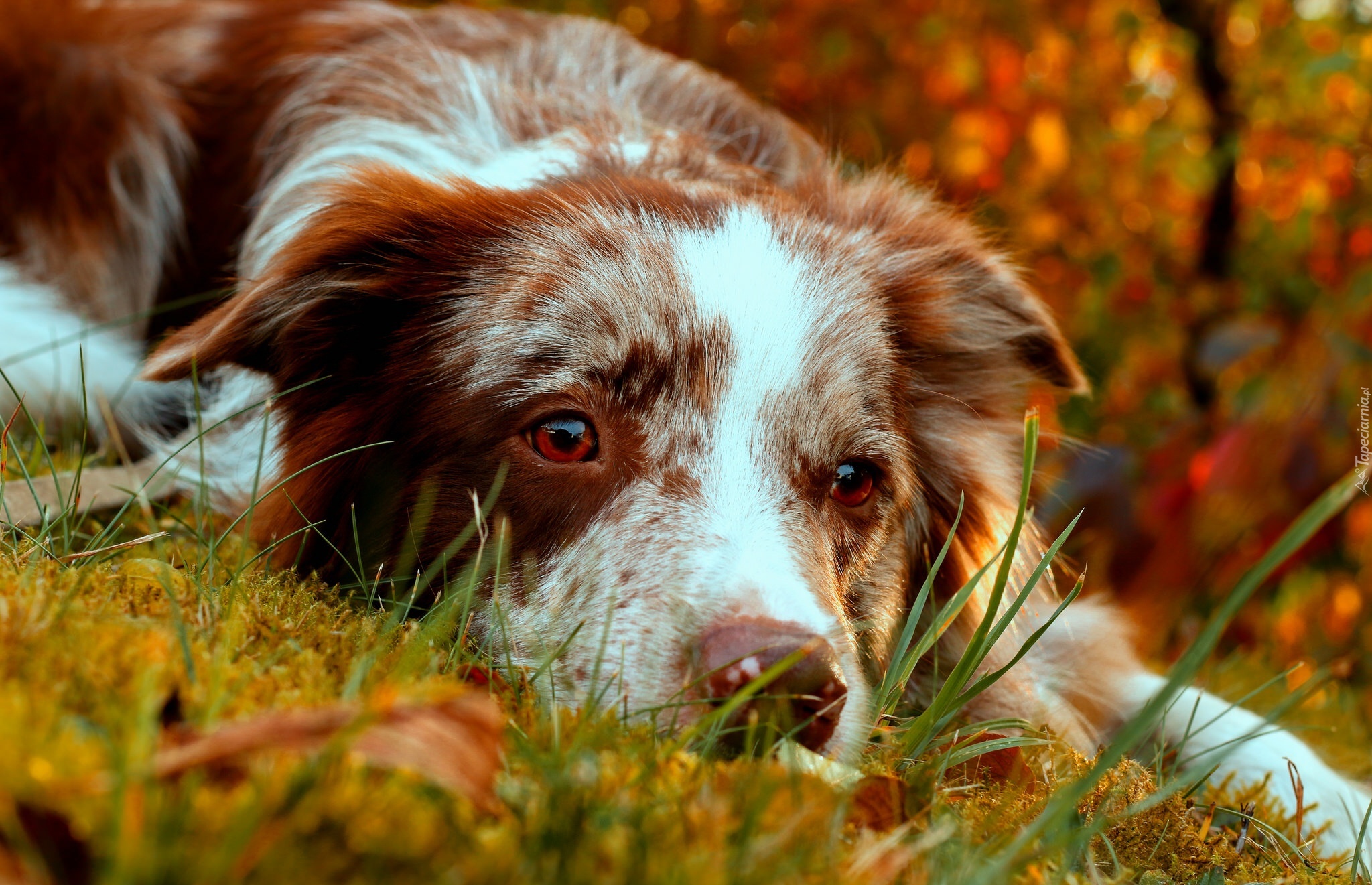 Border, Collie, Odpoczynek