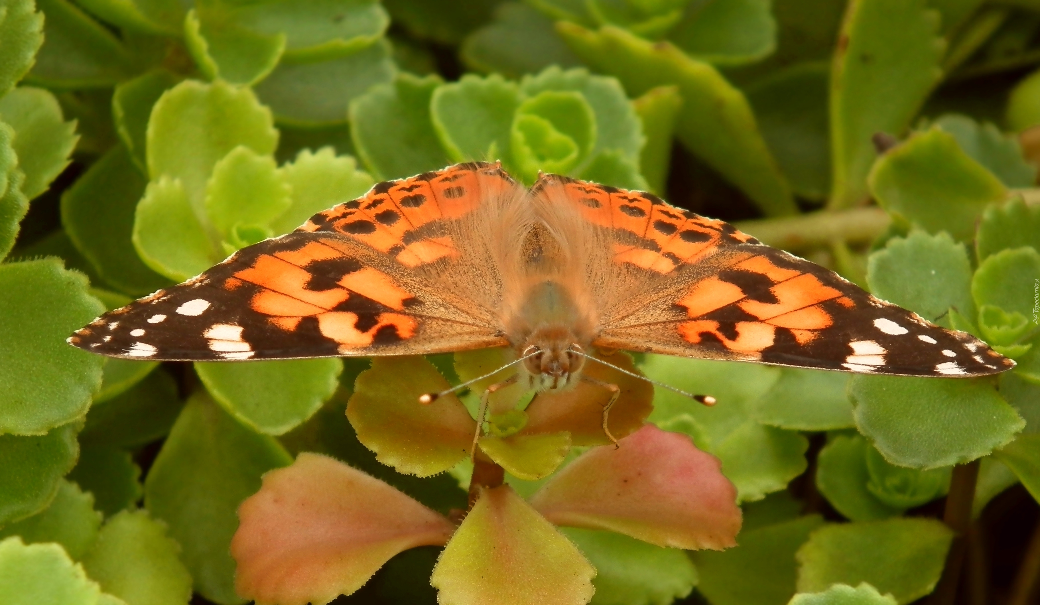 Owady, Motyl, Rusałka osetnik