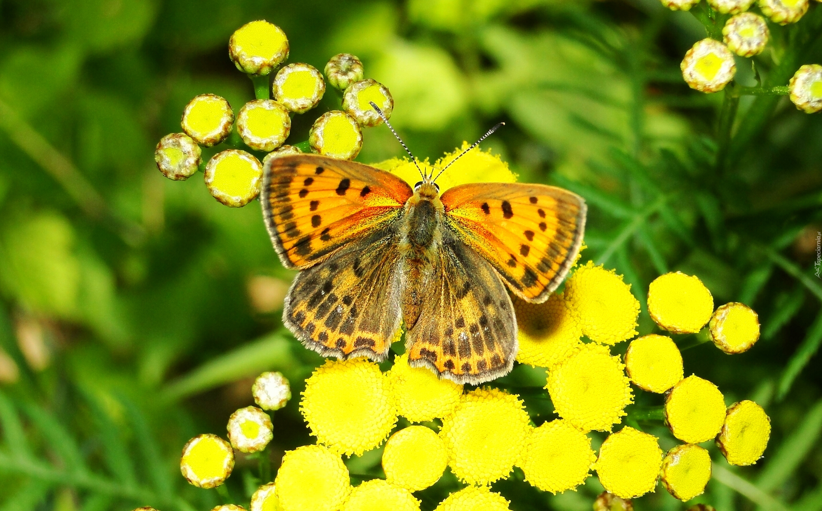 Owad, Motyl, Modraszek, Czerwończyk żarek