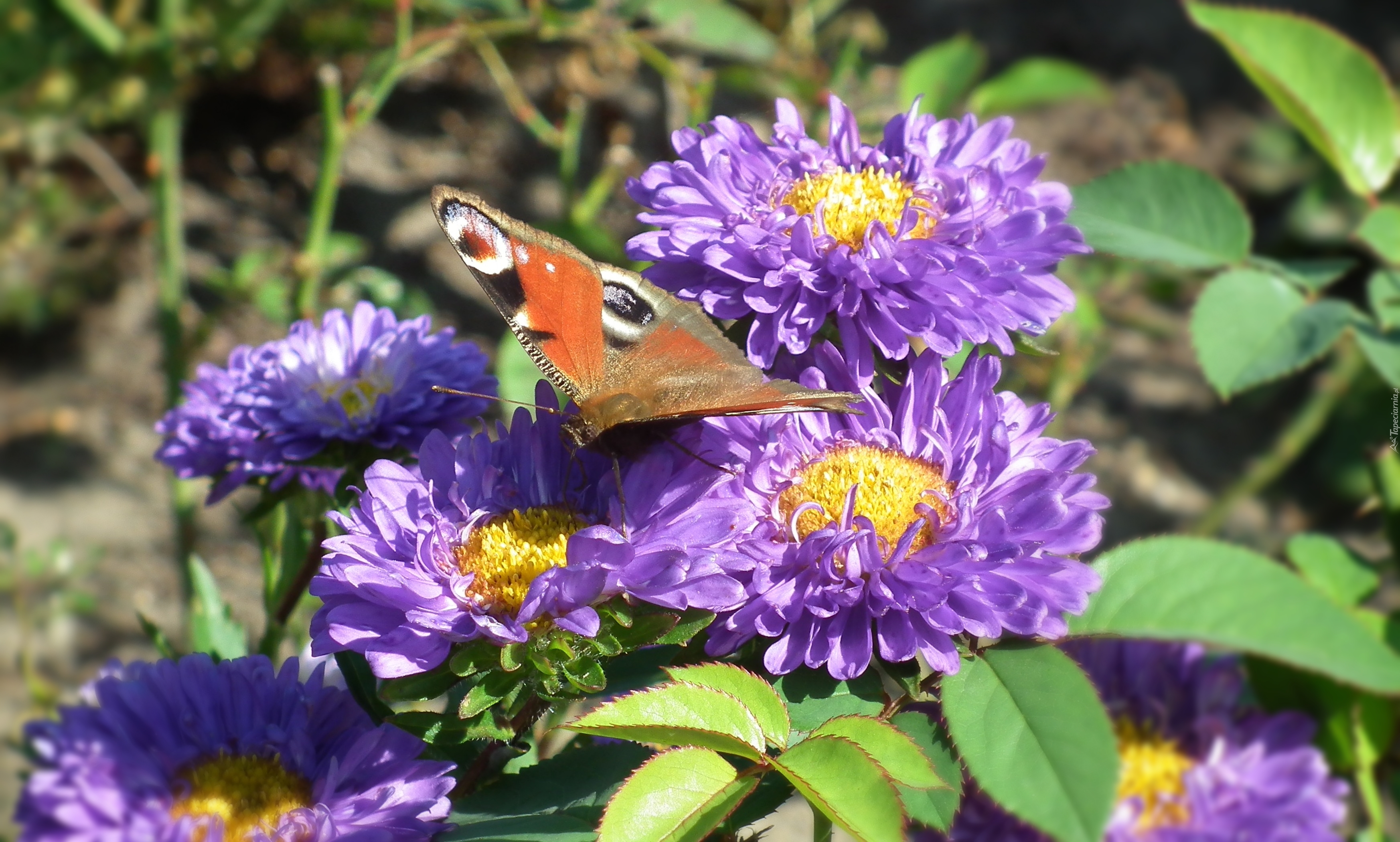 Motyl, Rusałka pawik, Kwiaty, Astry