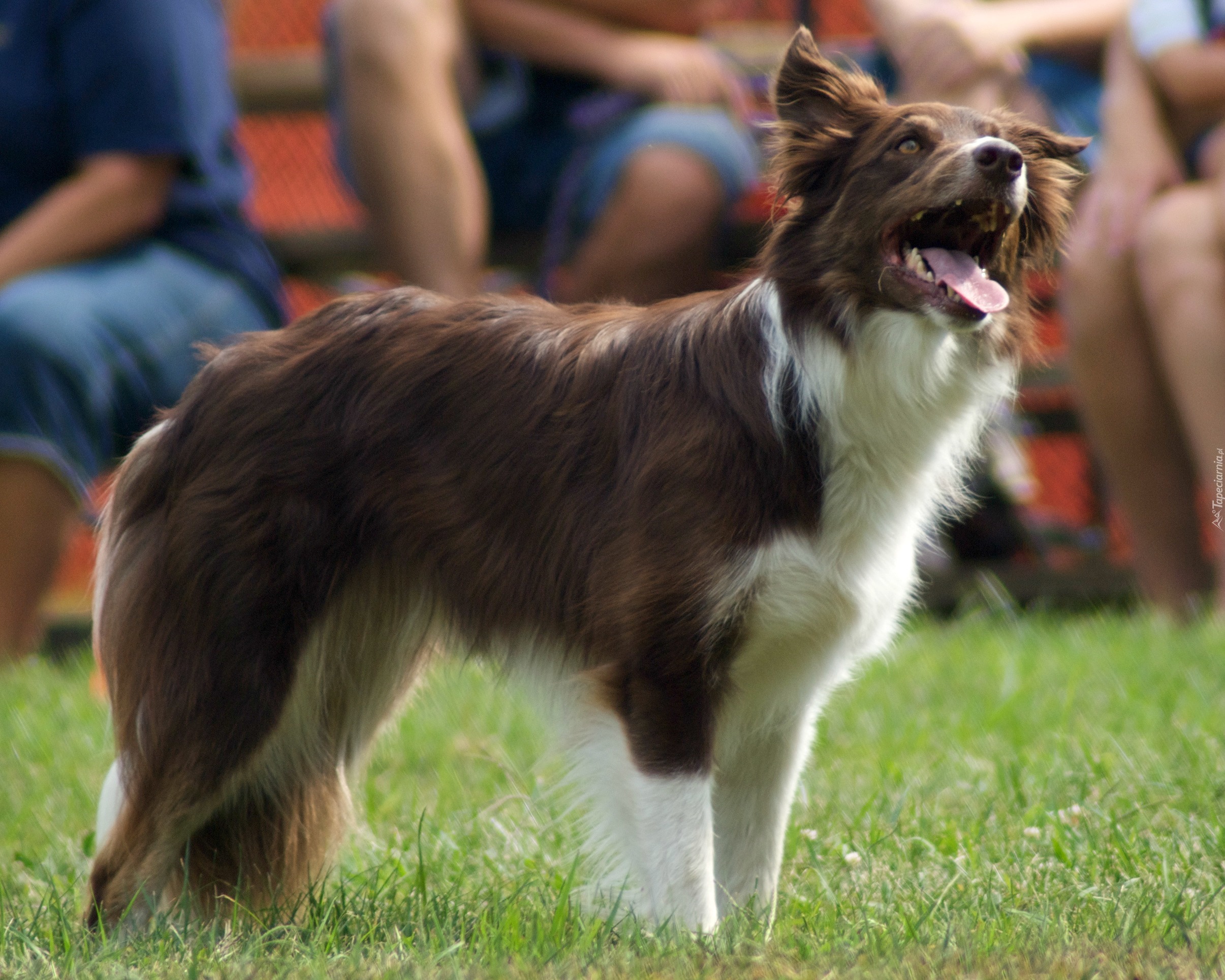 Czekoladowo, Biały, Border, Collie