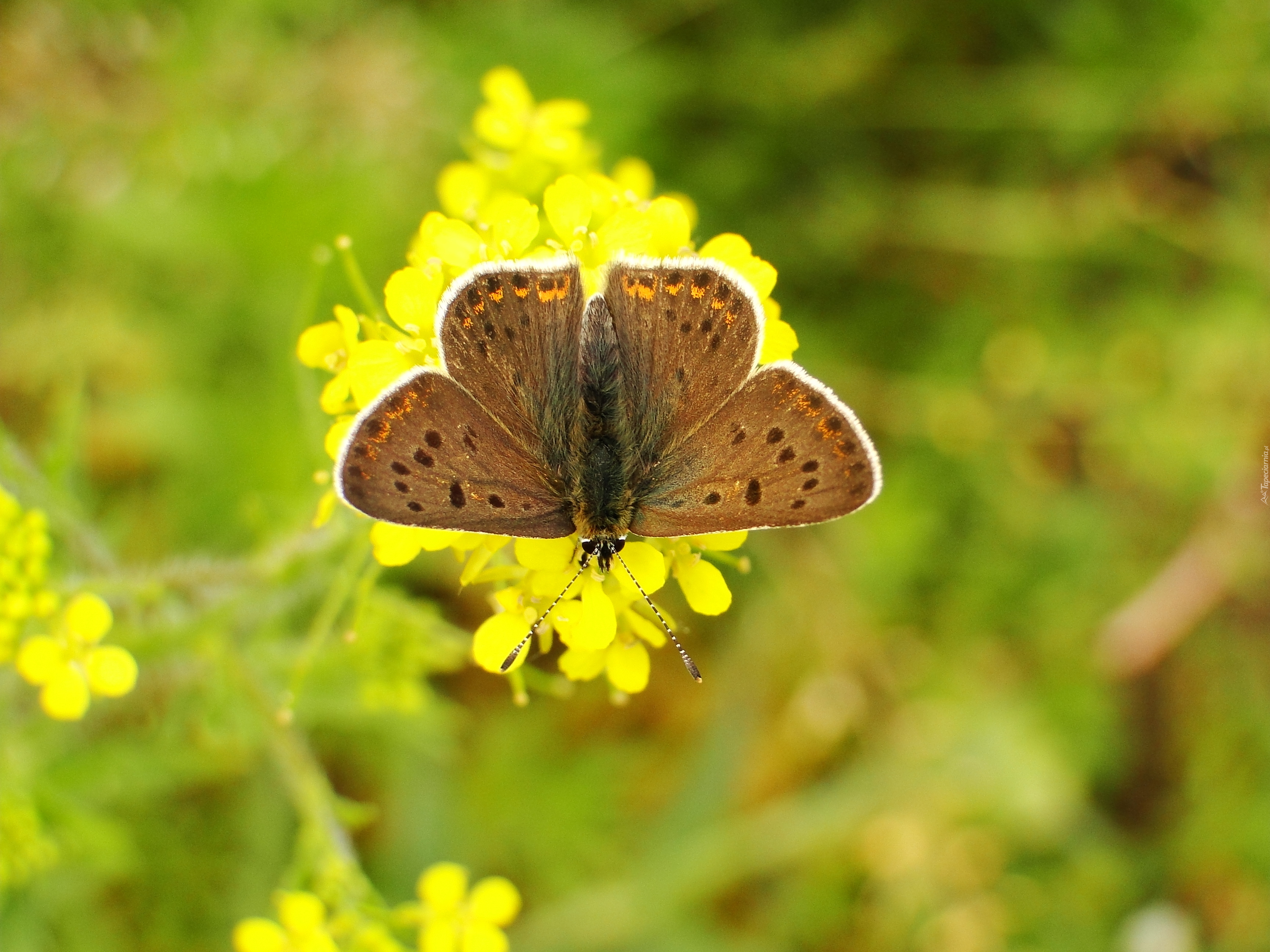 Motyl, Modraszek, Czerwończyk uroczek