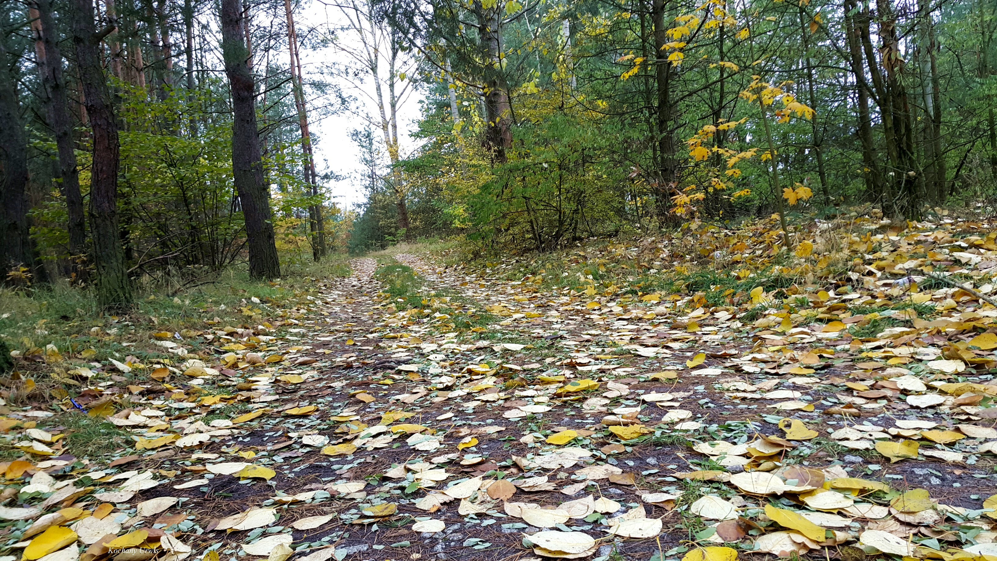 Las, Jesień, Droga, Liście