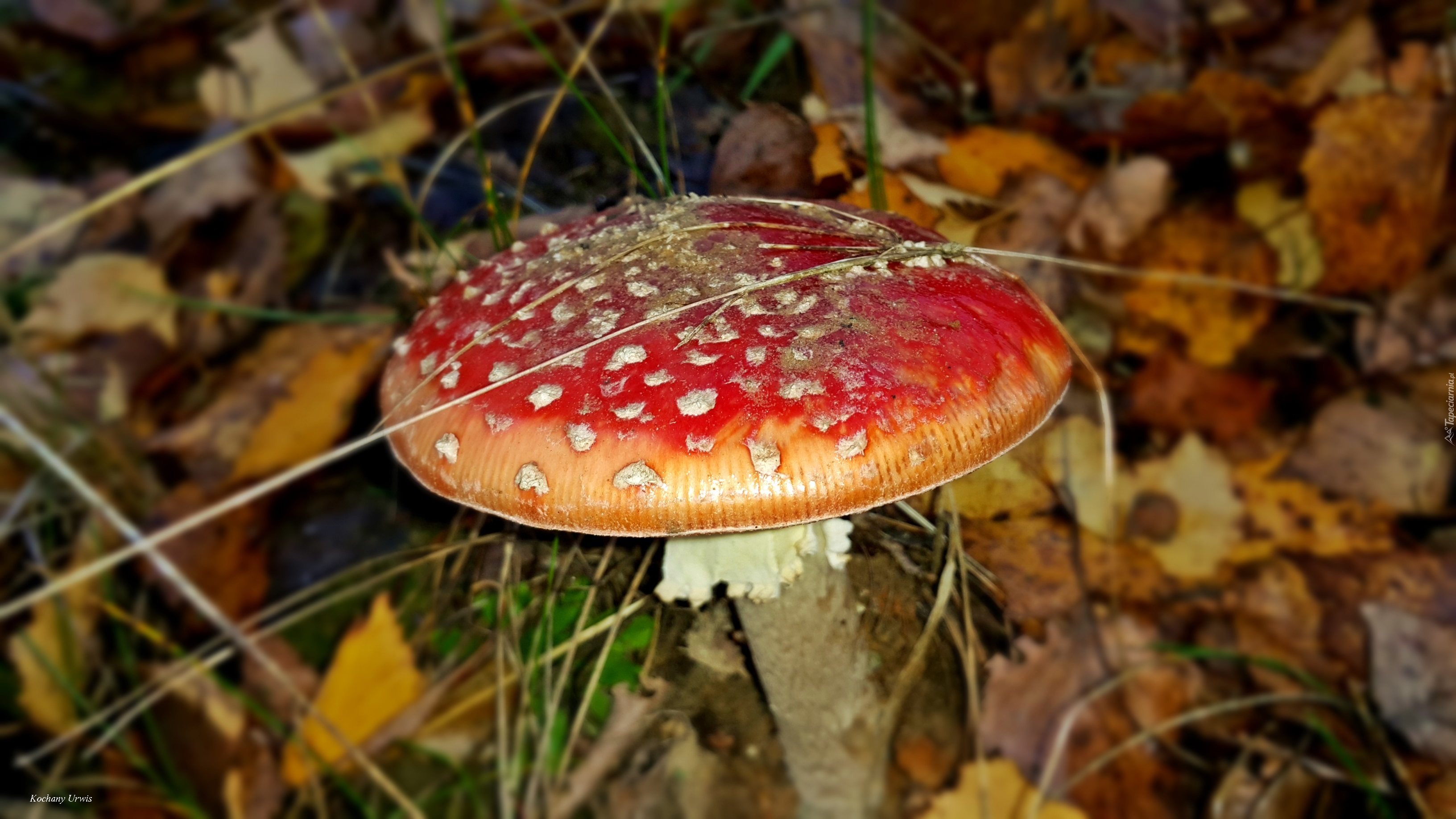 Muchomor, Liście