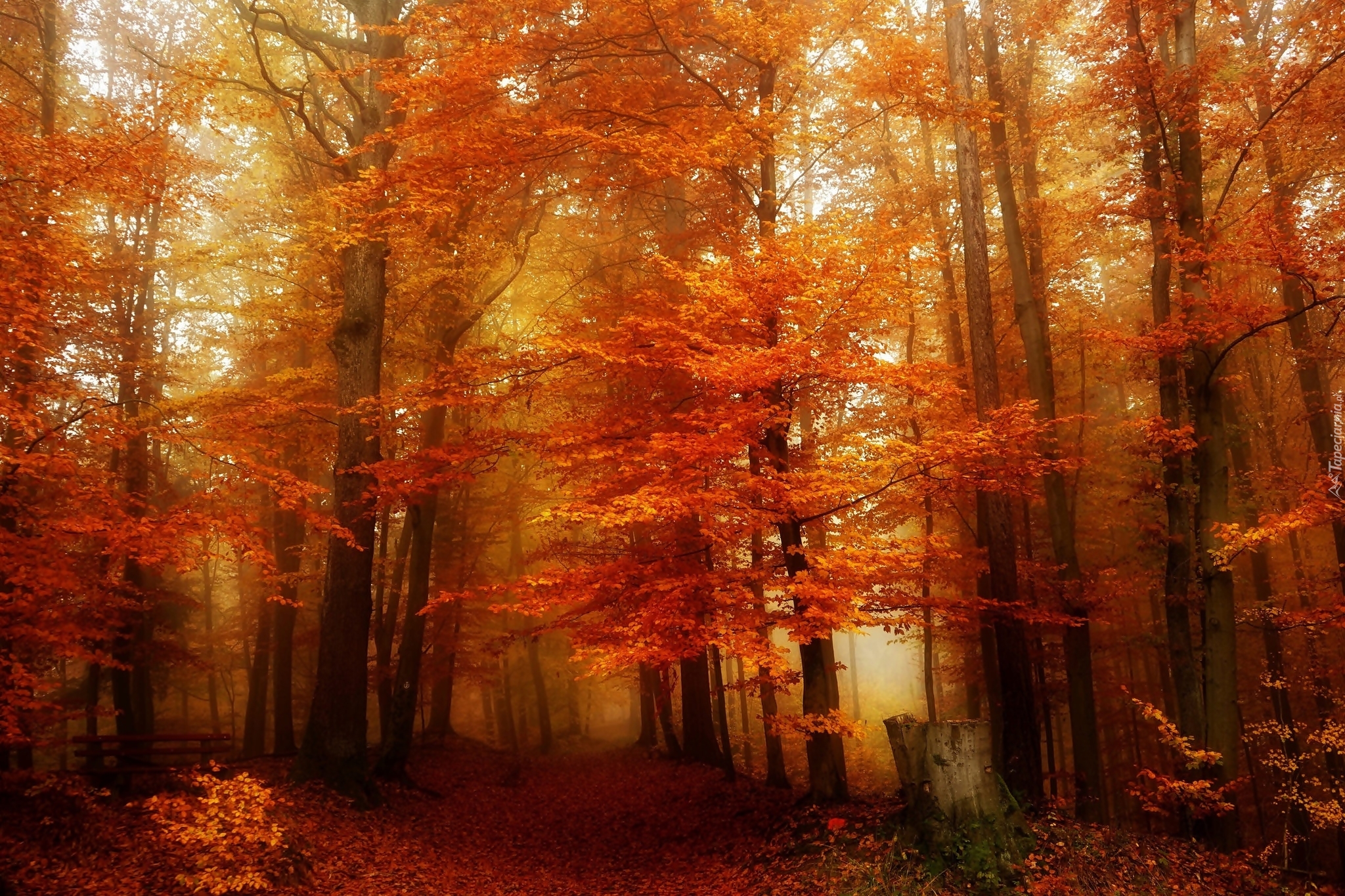 Las, Drzewa, Droga, Liście, Mgła, Złota, Jesień