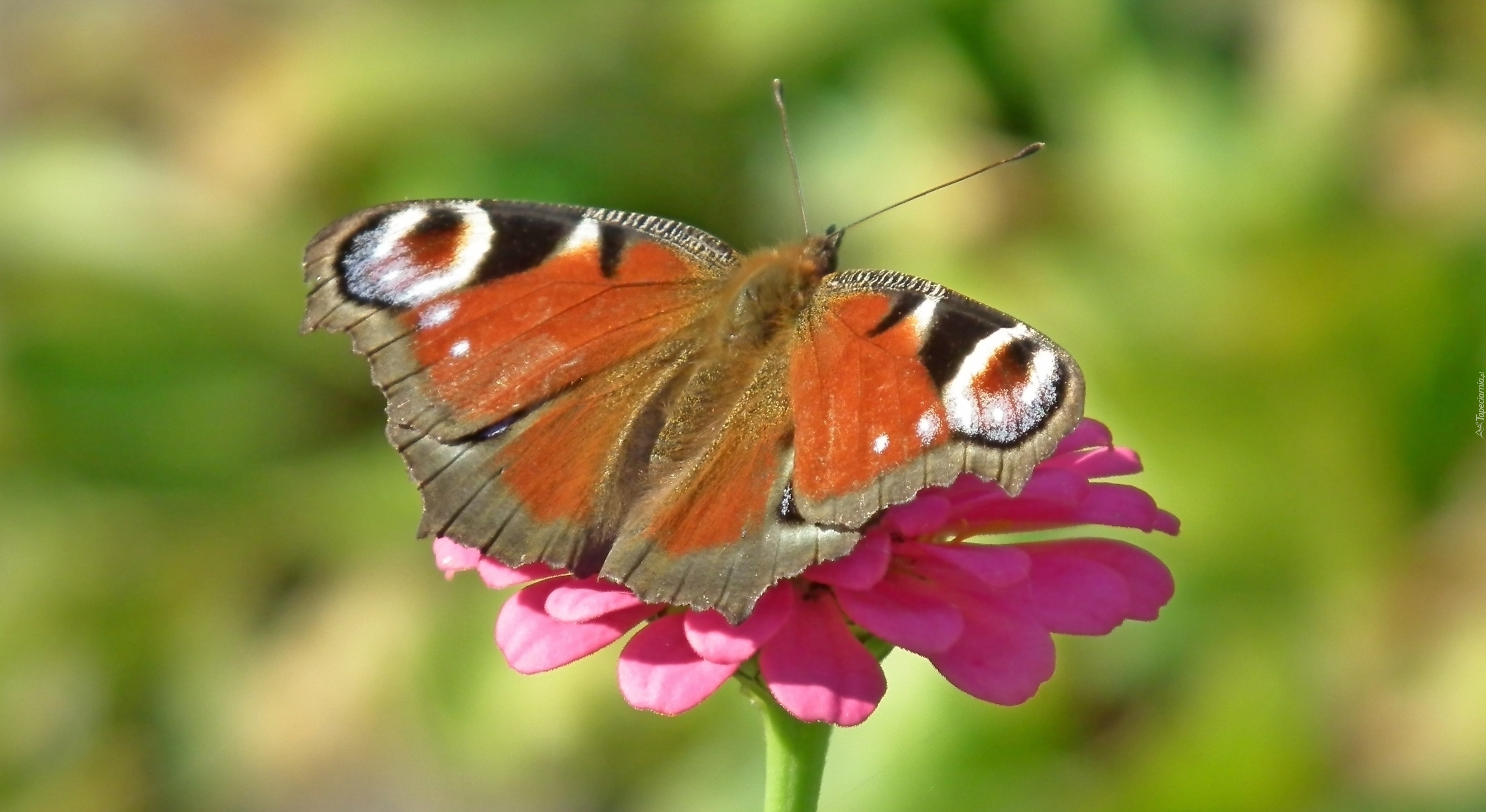 Motyl, Rusałka pawik, Kwiat, Cynia