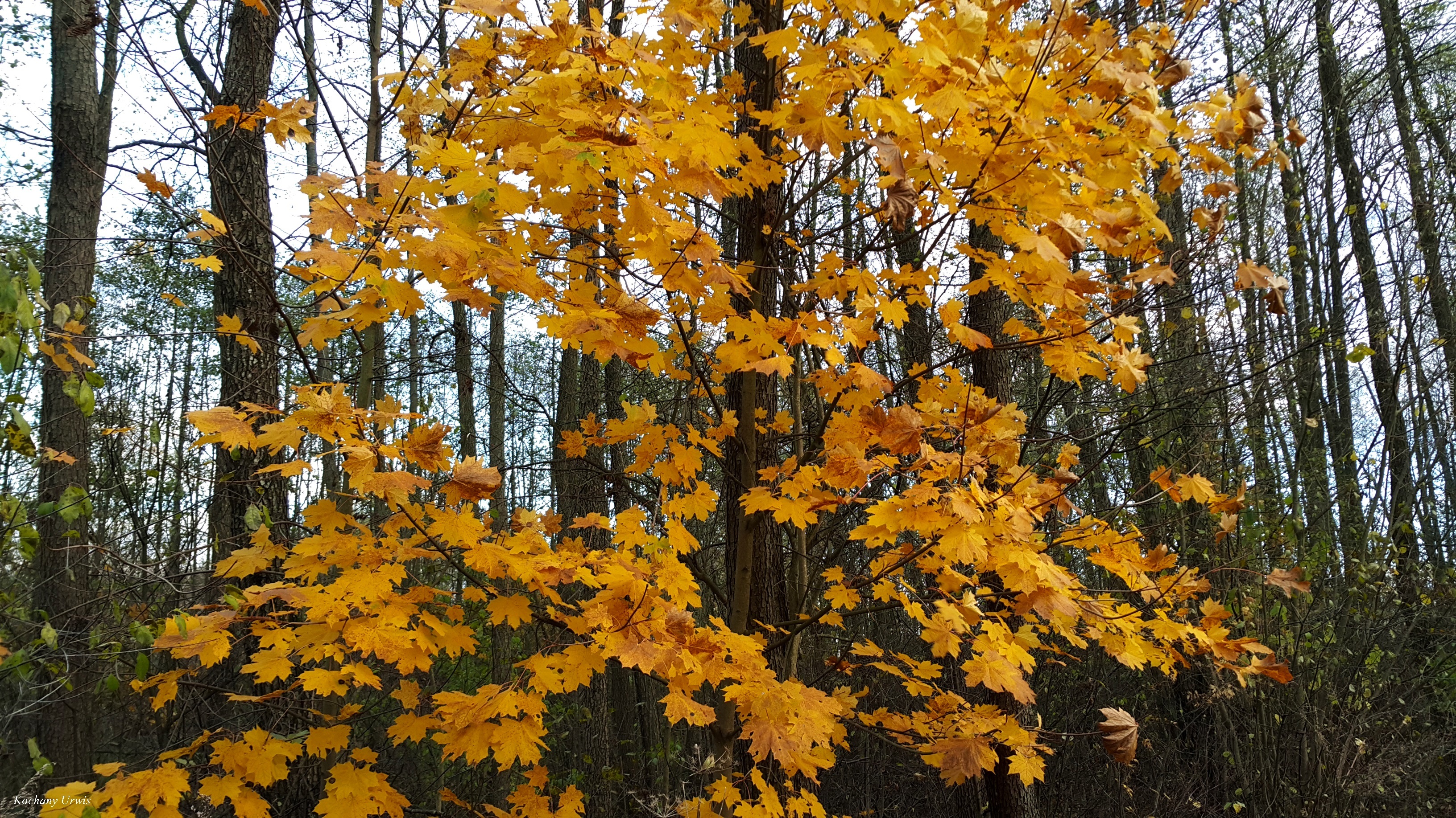 Las, Jesień, Żółte, Liście