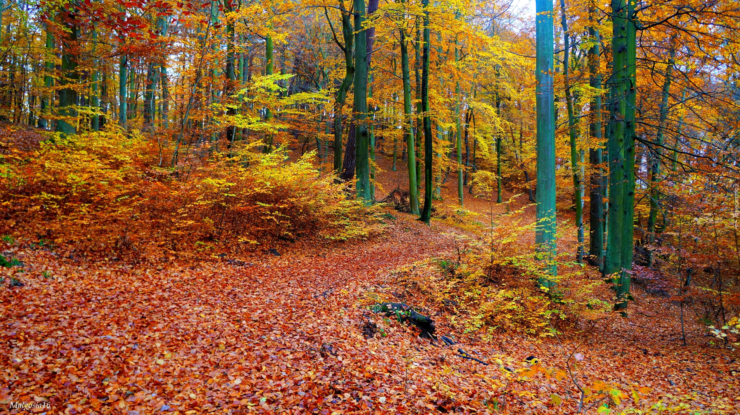 Las, Drzewa, Jesień, Ścieżka, Droga