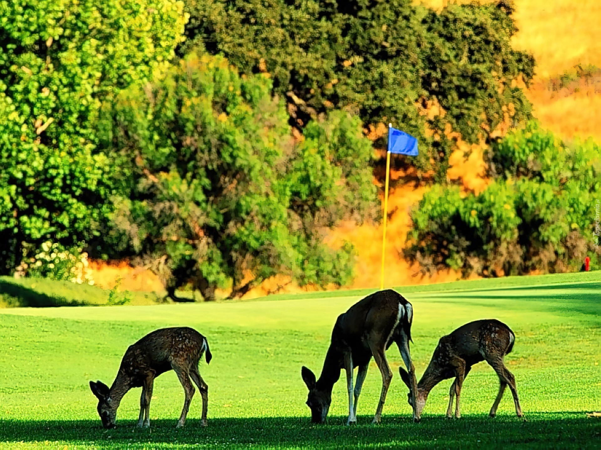 Pole Golfowe, Jelenie i podobne