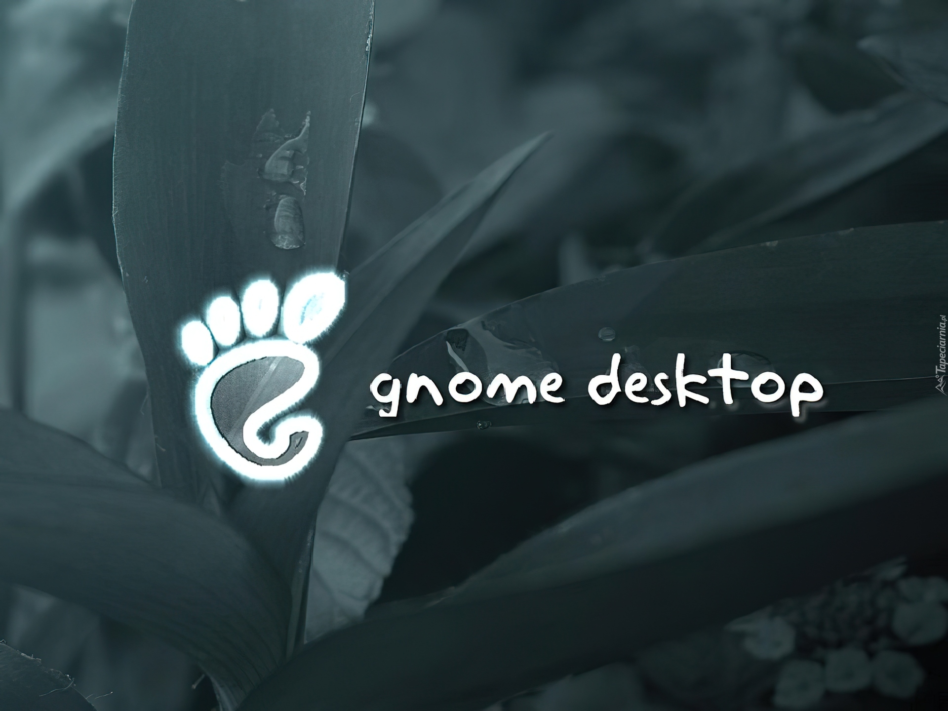 liście, Gnome, stopa