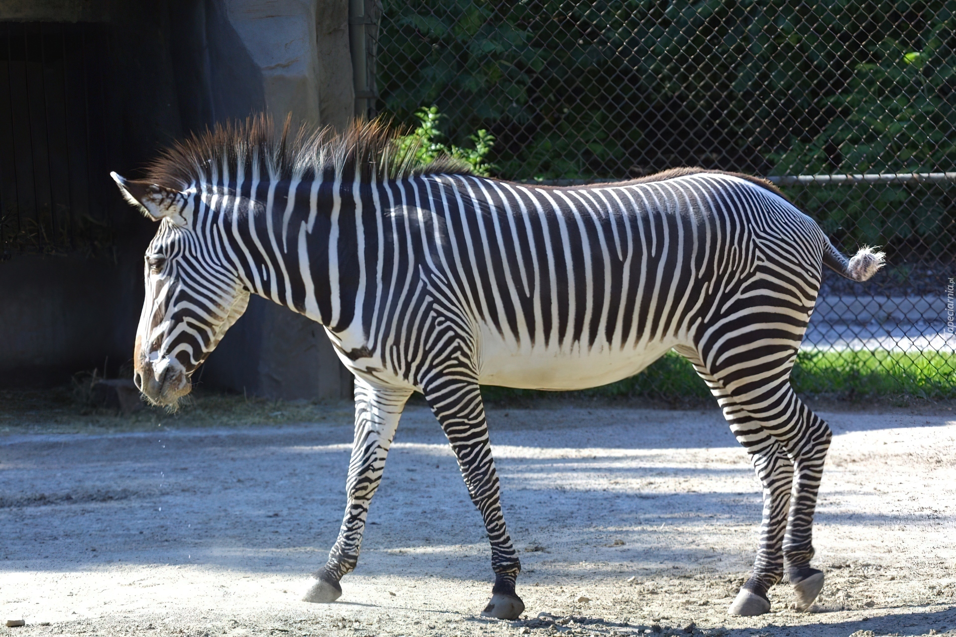 Zebra, płot