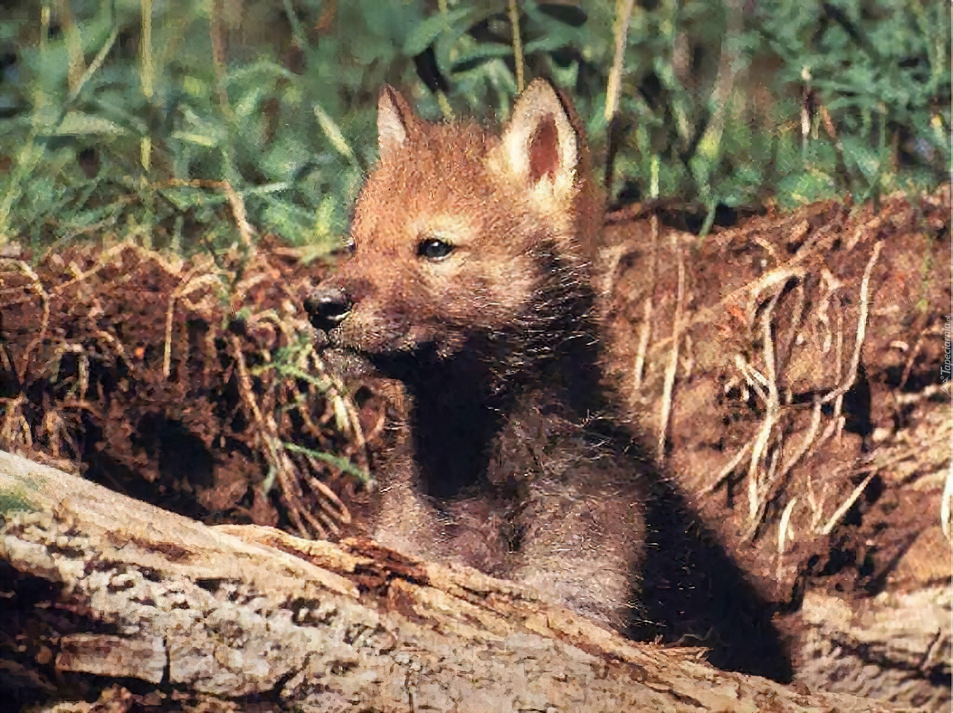 Wilk, szczeniak