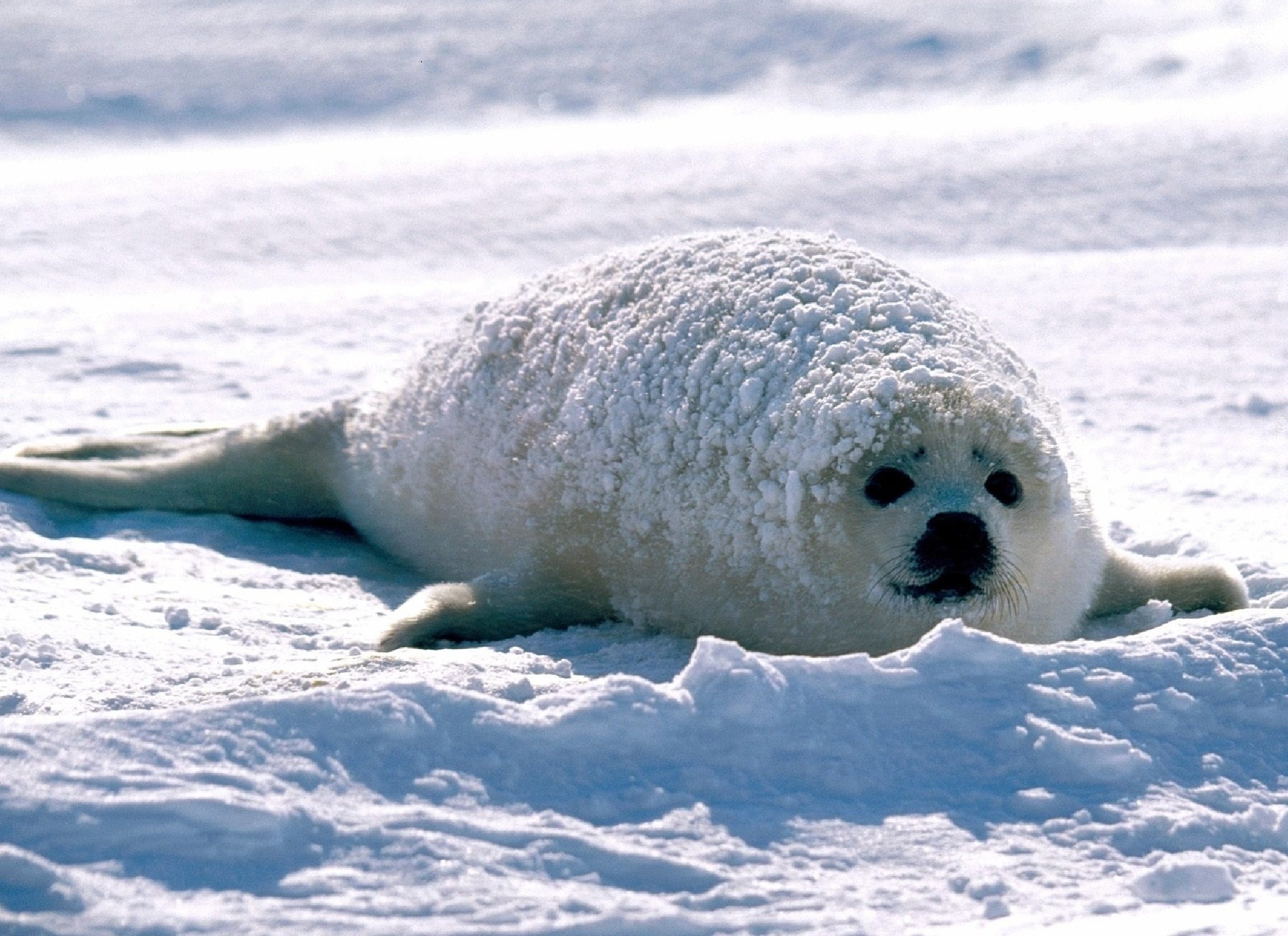 Северный ледовитый животный мир. Белек гренландского тюленя. Нерпа Арктическая. Гренландский тюлень Нерпа. Ластоногие Гренландский тюлень.