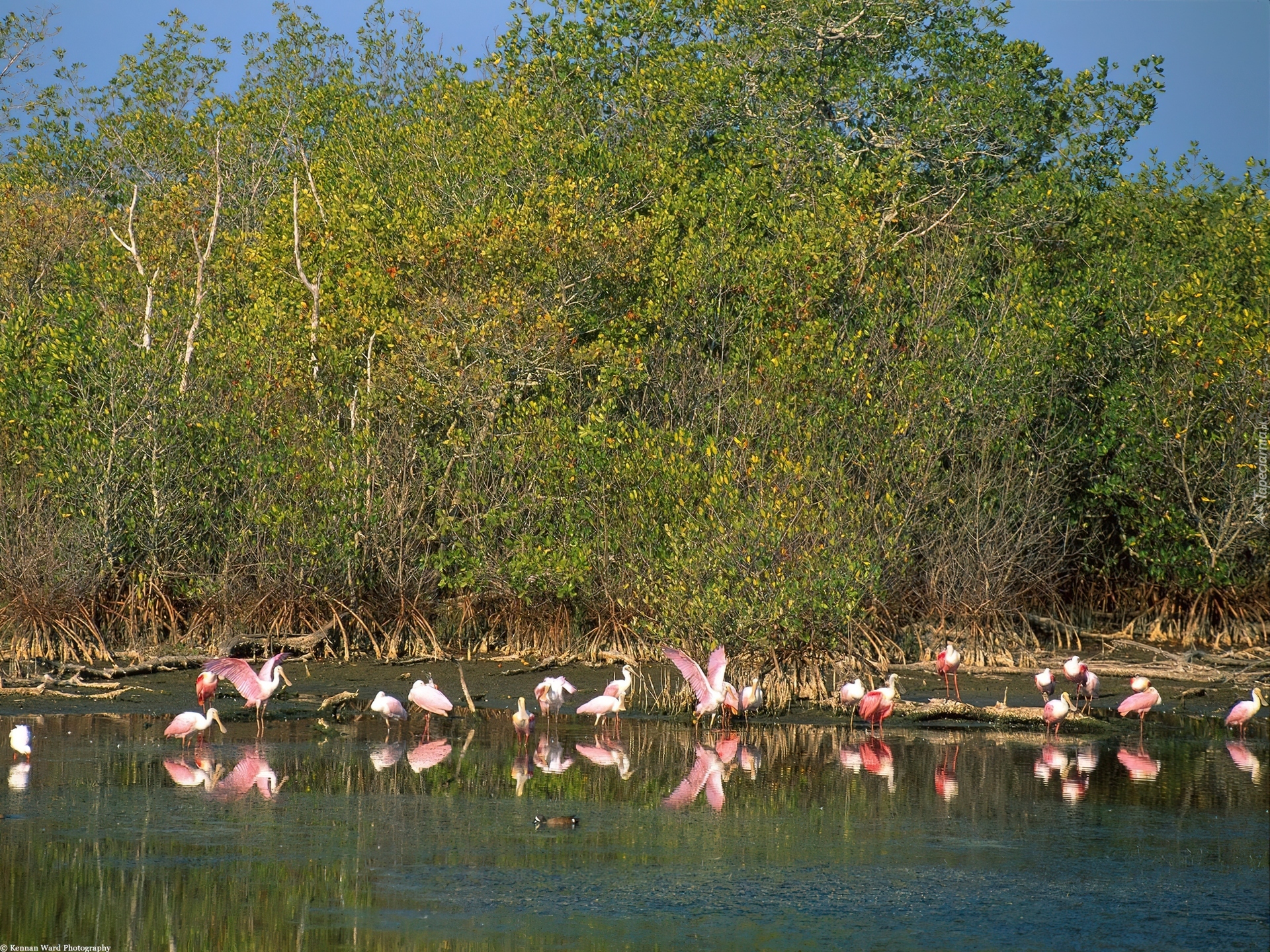 Flamingi, drzewa, woda, jezioro