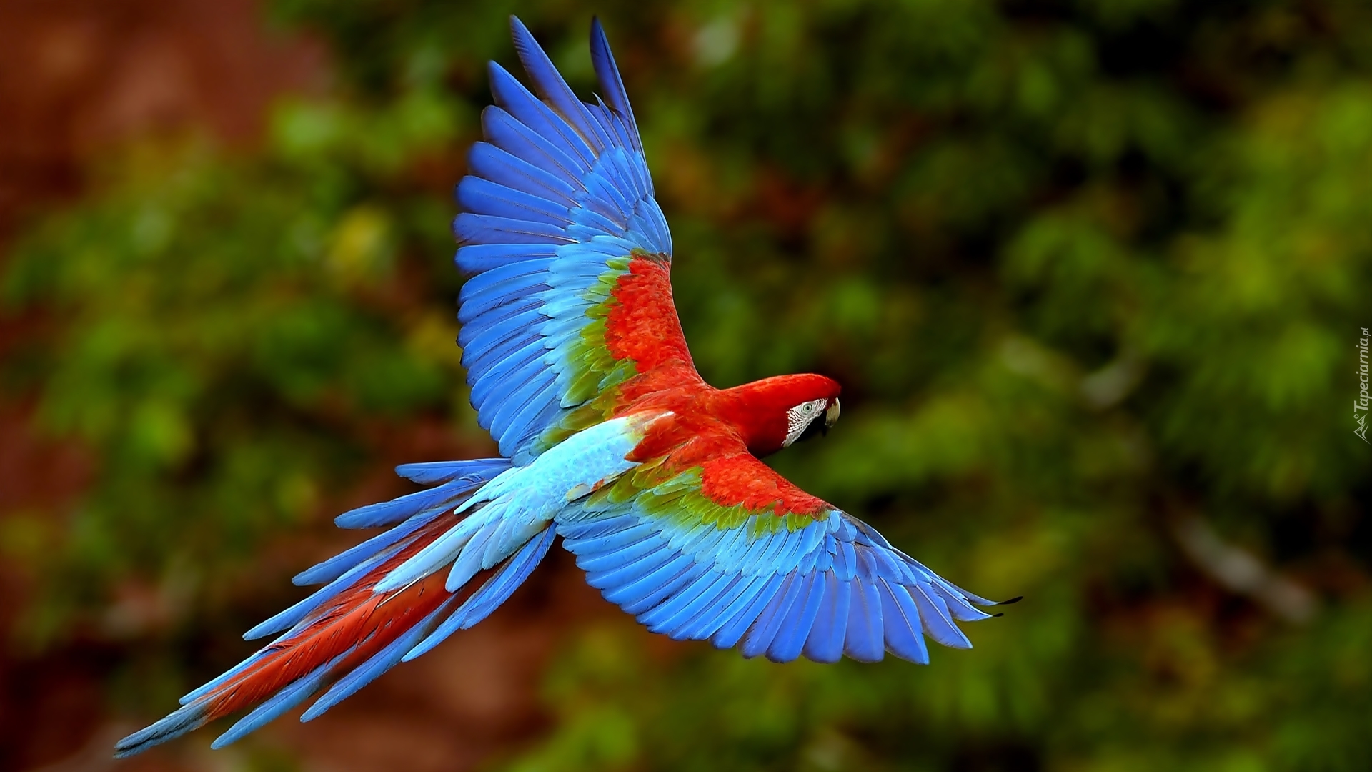 Papuga, ara, niebieska, skrzydła
