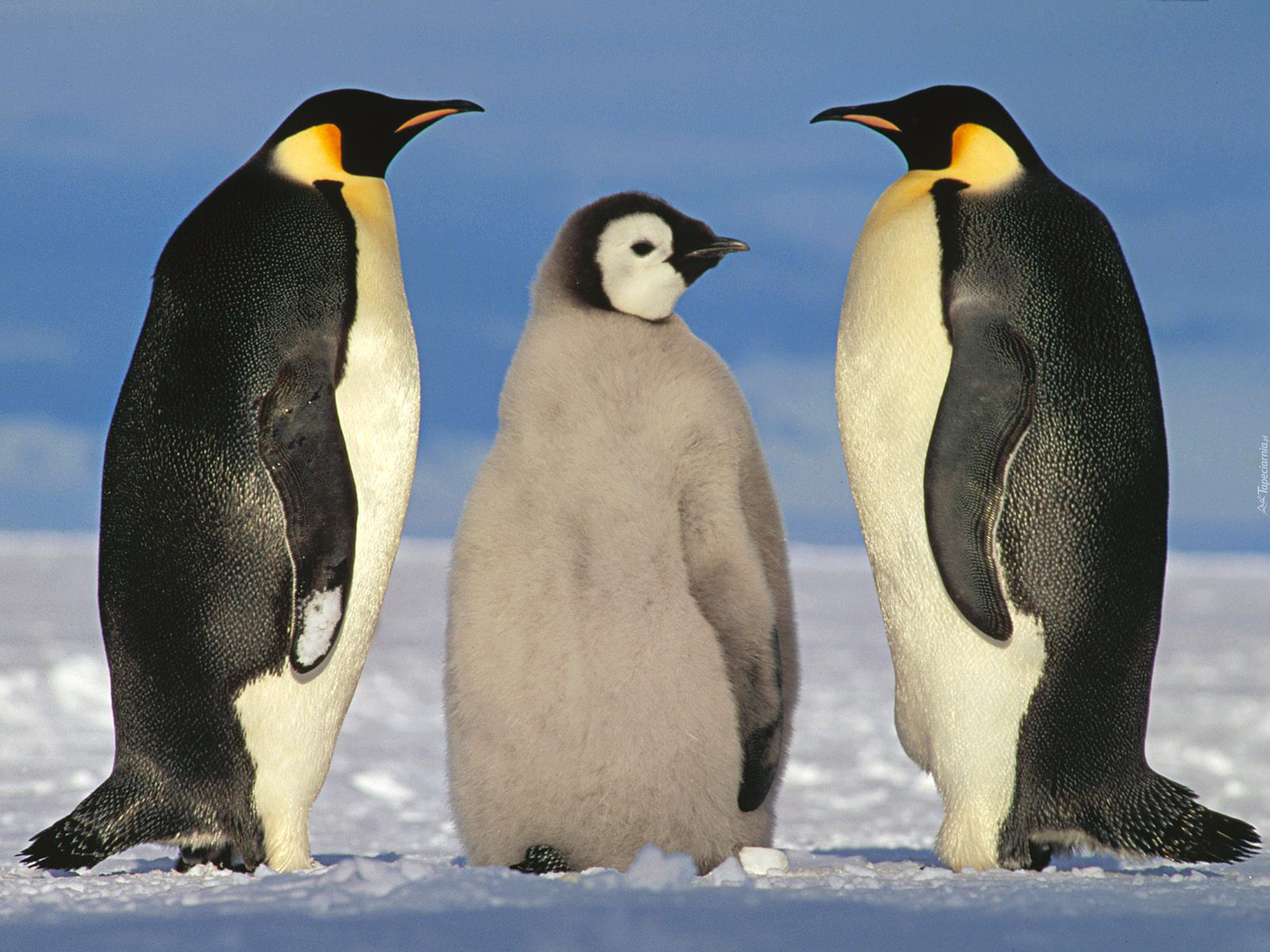 Где есть пингвины. Императорский Пингвин и Королевский Пингвин. Императорский Пингвин в Антарктиде. Императорский Пингвин птица фото. Королевский Пингвин в Антарктиде.
