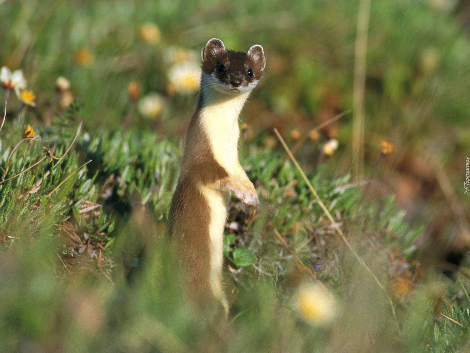 Звери горностай. Ласка (Mustela nivalis). Ласка (Mustela nivalis) 2023. Степной хорёк горностай ласка. Weasel Mustela nivalis.