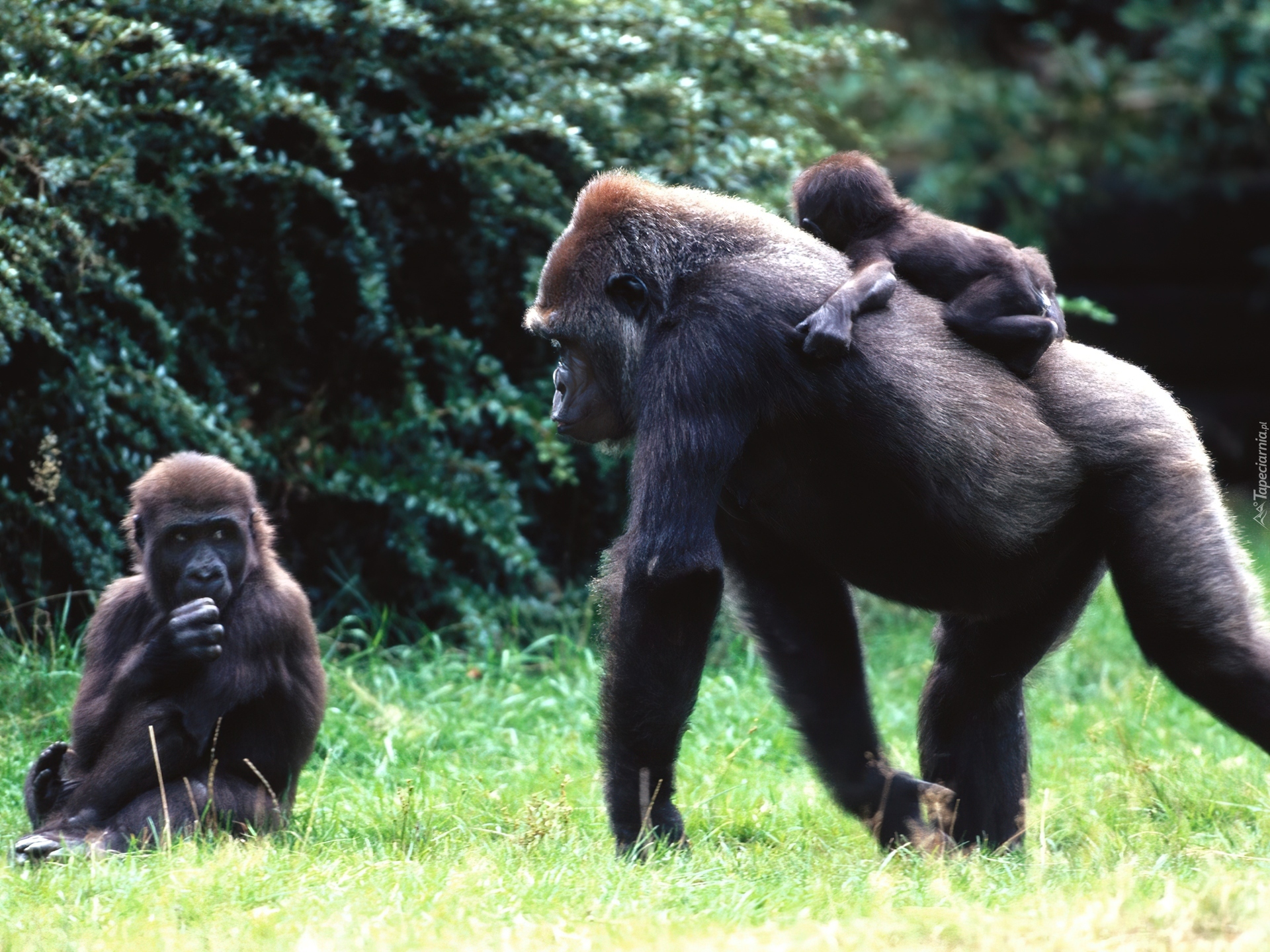 Горилла орангутан шимпанзе. Горилла, самка. Горилла и шимпанзе. Шимпанзе, горилла, орангутанг, Гиббон. Мартышка орангутан горилла.