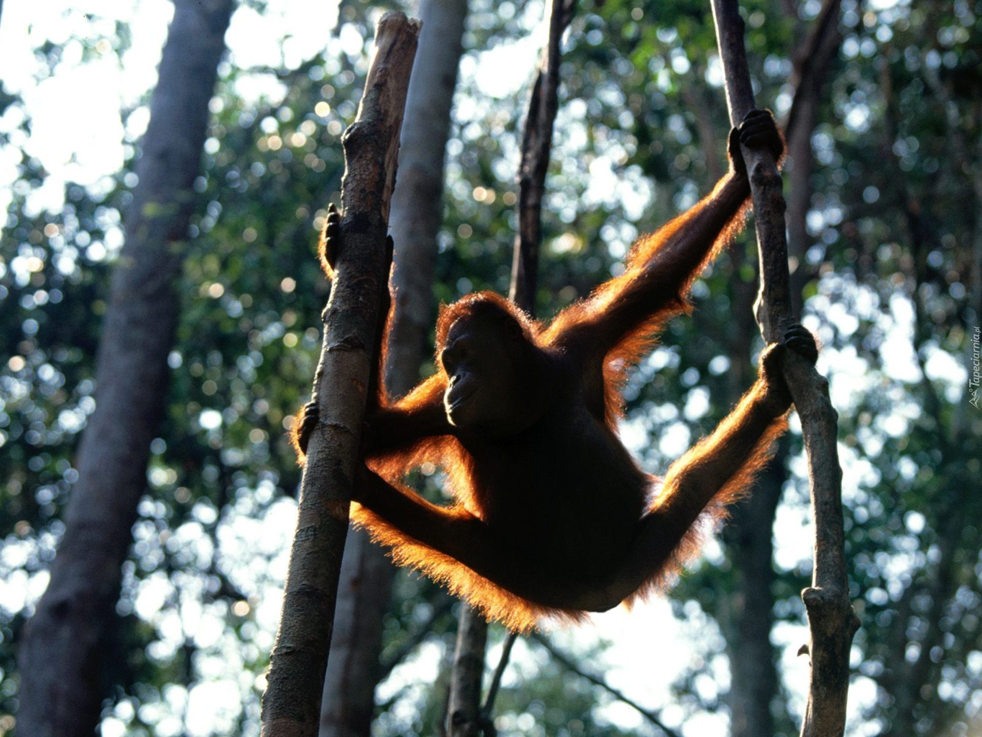 Małpa, orangutan, drzewa