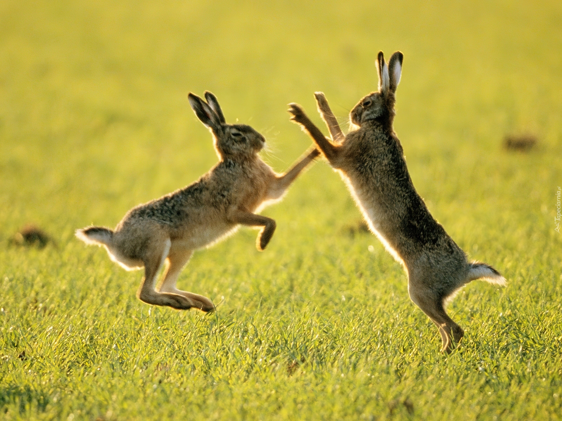 Пляшет скачет. Заяц-Русак. Заяц в прыжке. Кролик прыгает. Дикий заяц.