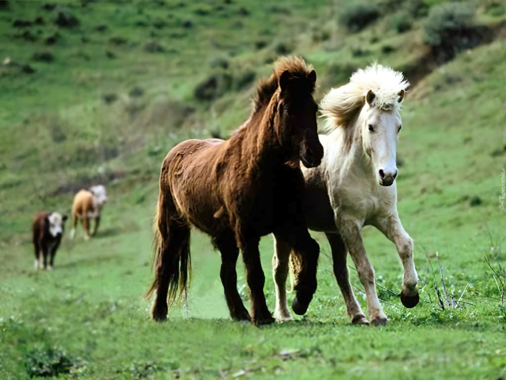Несколько лошадок. Казахская порода лошадей Джабе. Дикие лошади. Красивые лошади. Две лошади.