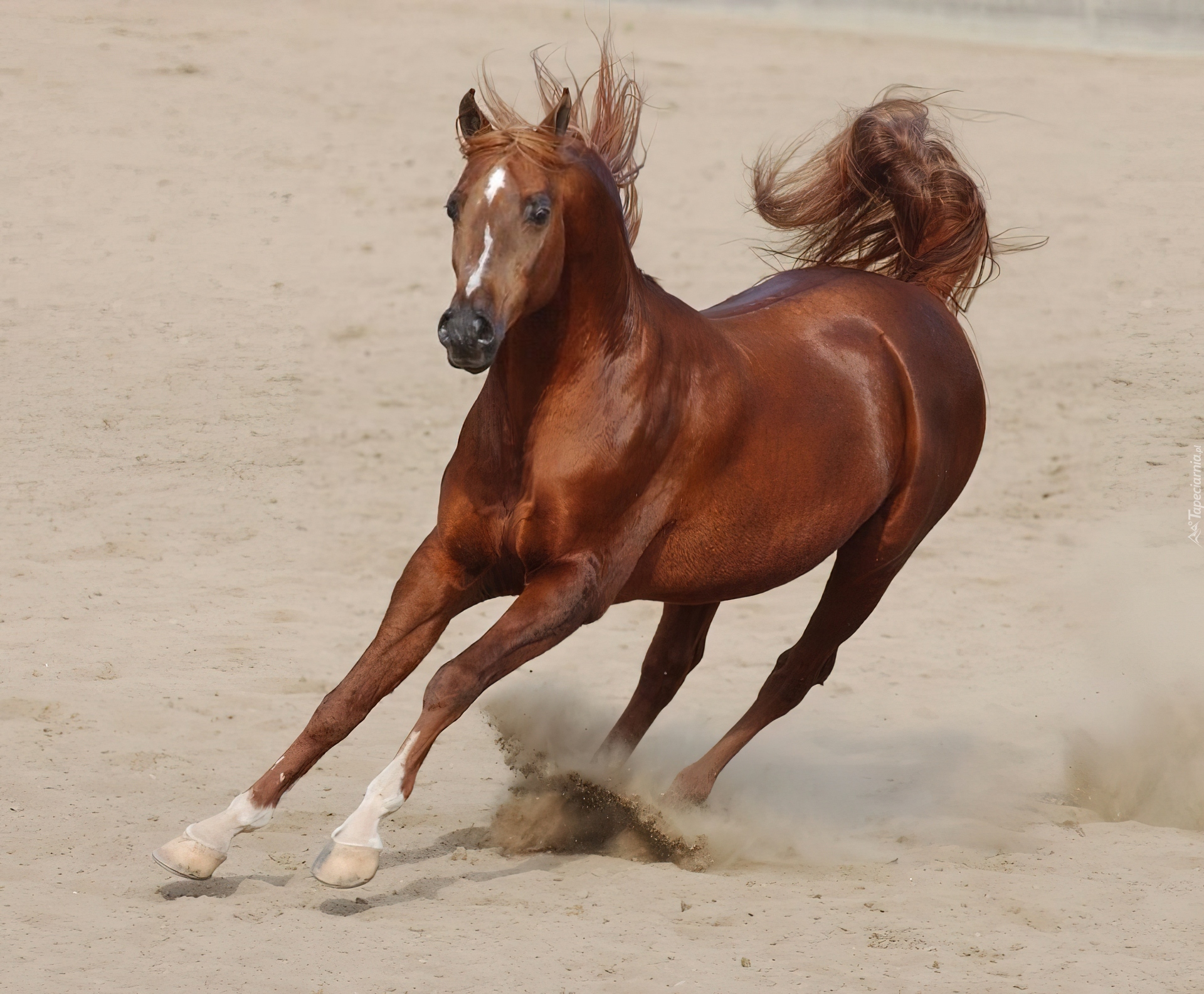 Koń, galop, piach