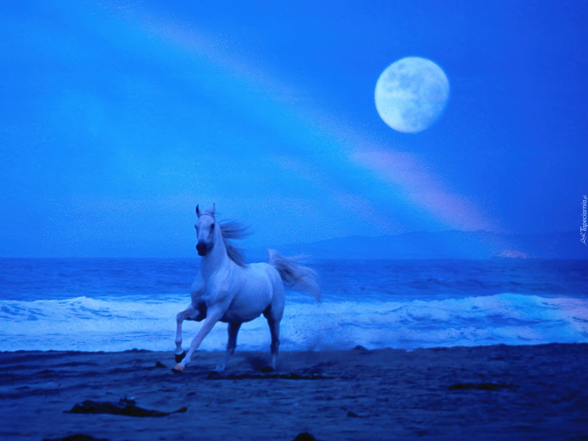 Koń, morze, woda, księżyc