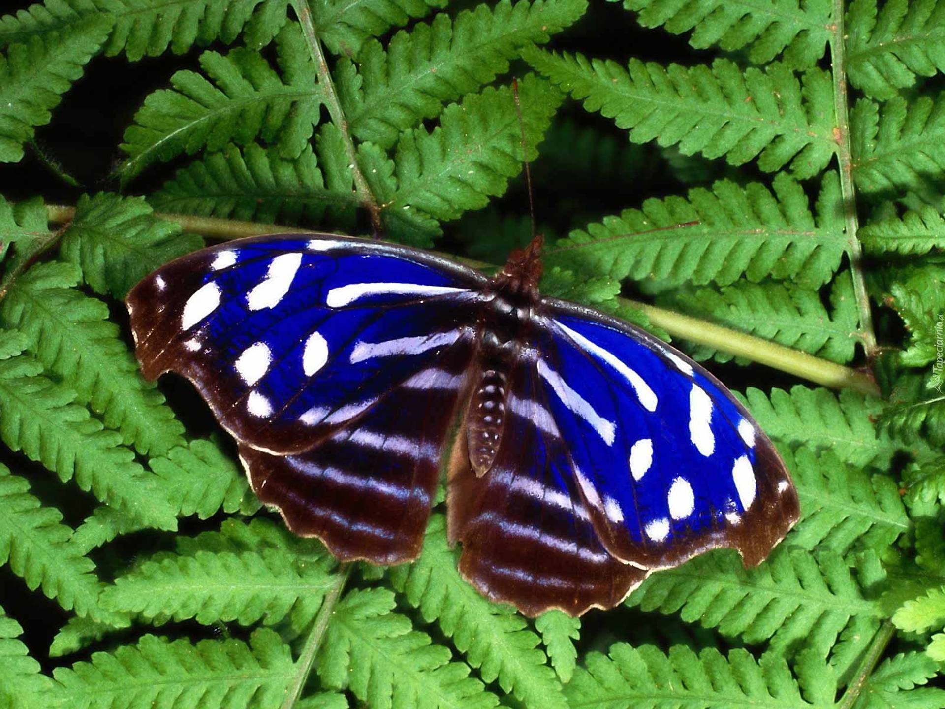 Бабочка на букву п. Myscelia Cyaniris. Бабочка Stibochiona Nicea. Бабочка Тропическая голубая волна. Красивые тропические бабочки.