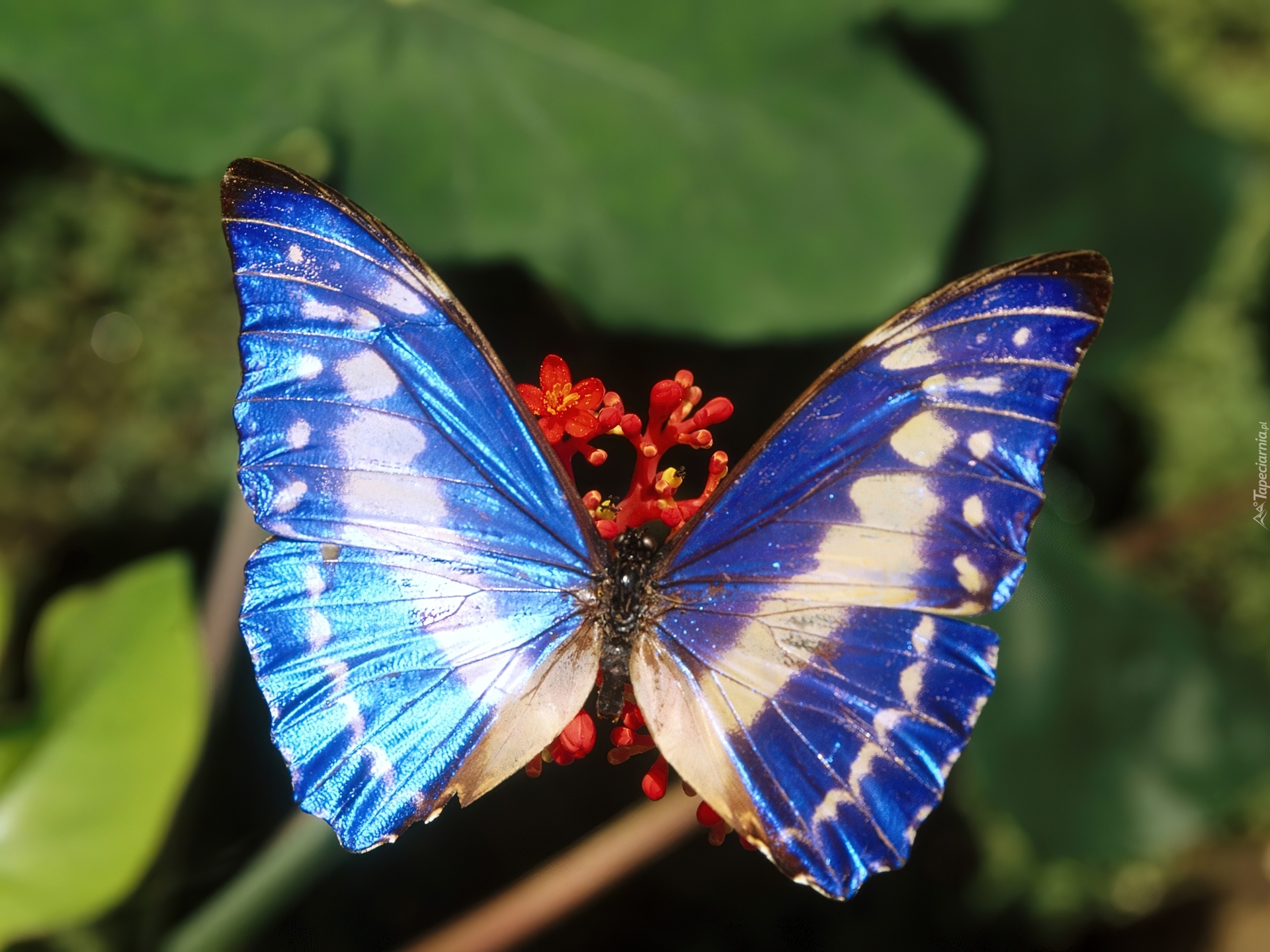 Motyl, niebieski