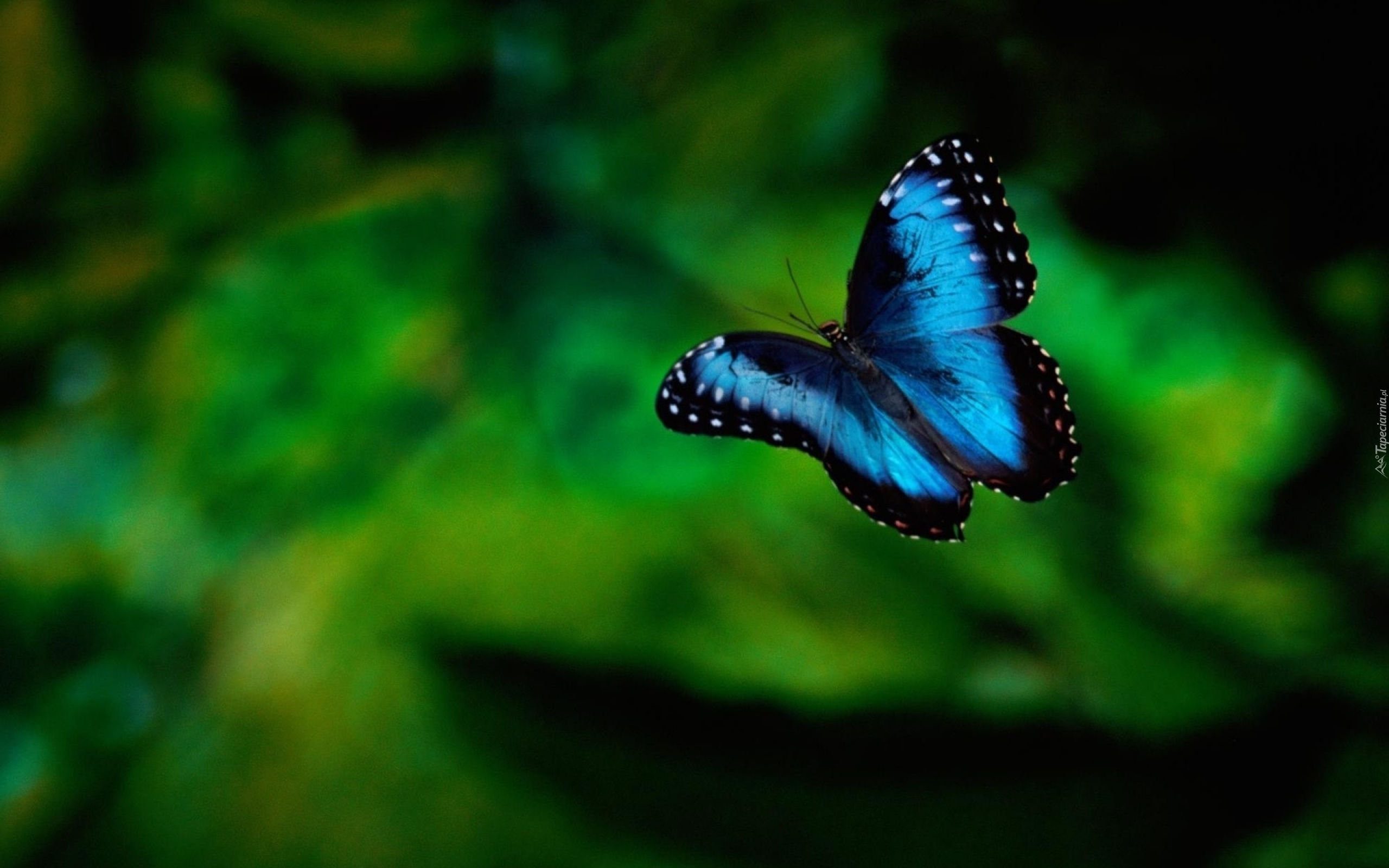 Motyl, niebieski