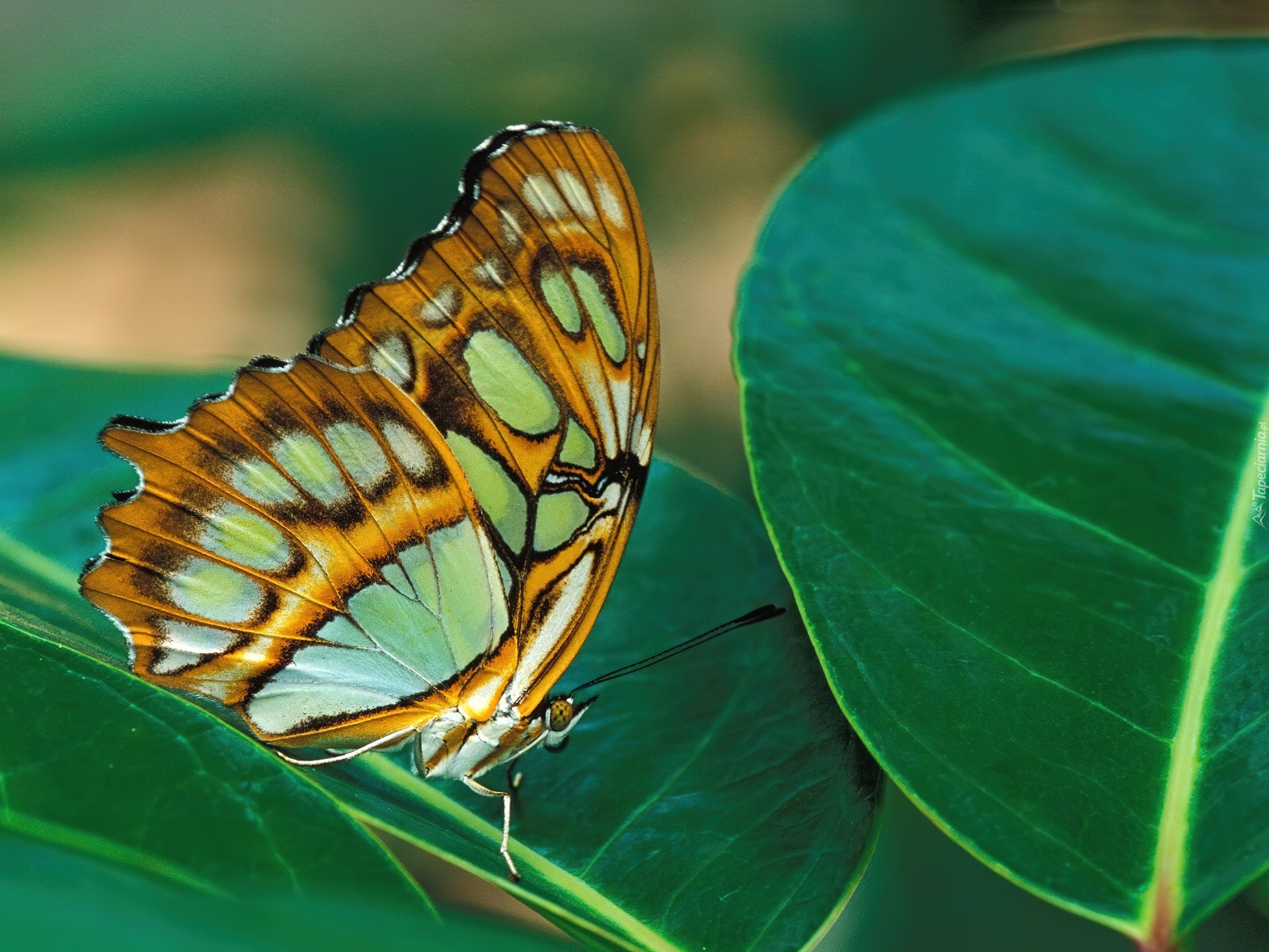 Motyl, liść