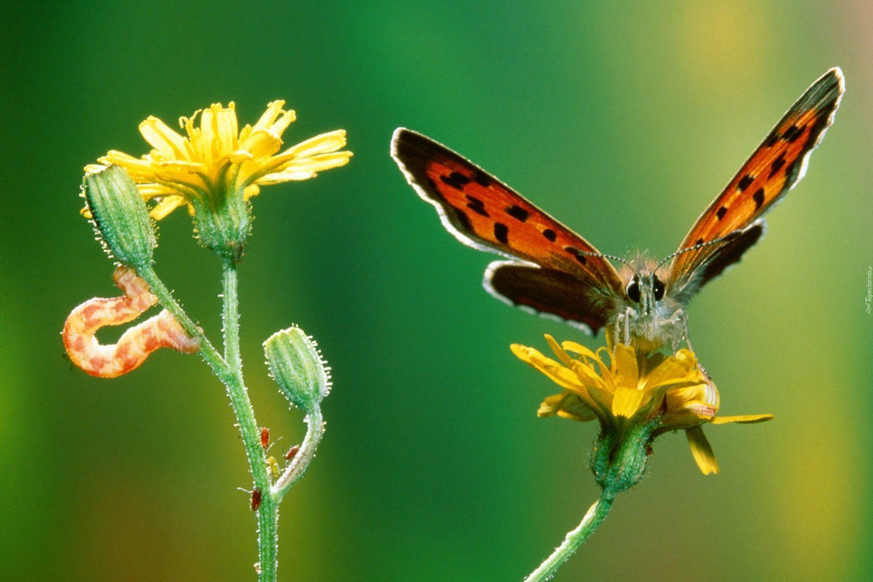 Motyl, kwiat, gąsienica